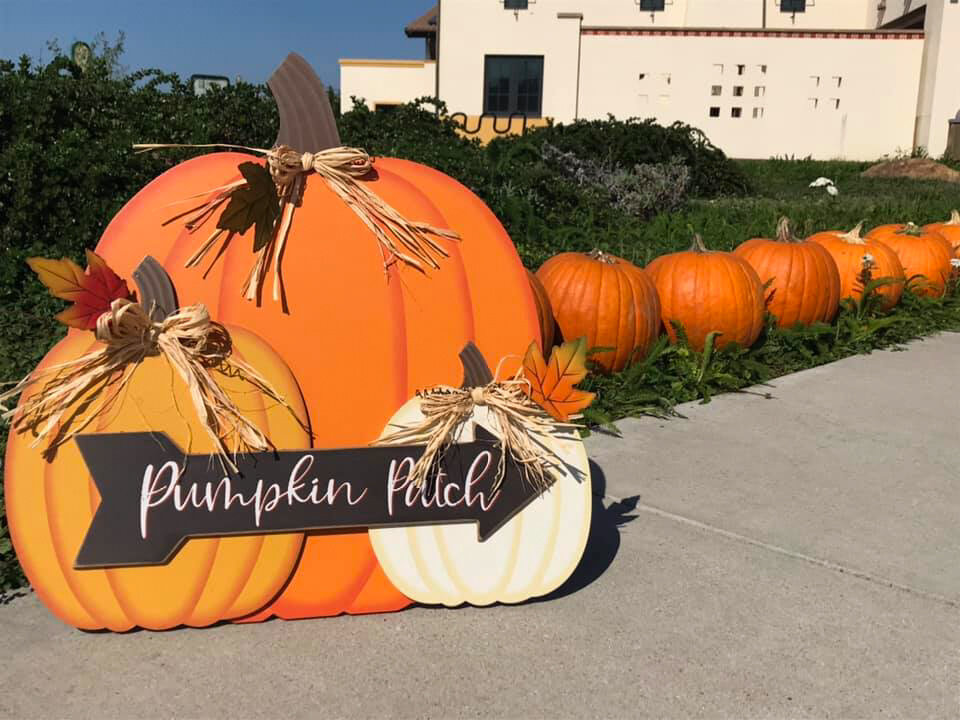Residents take home pumpkins to decorate their homes. 
