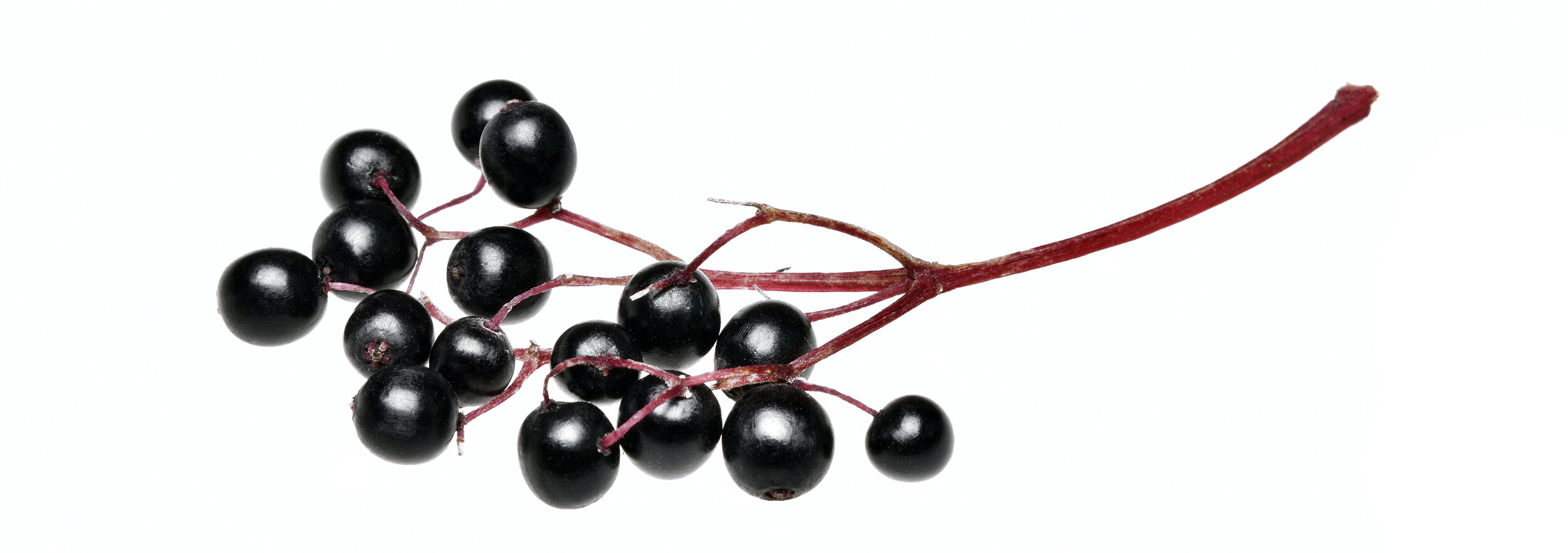 bigstock-Fresh-Black-Elderberry-Fruit--302151538.jpg