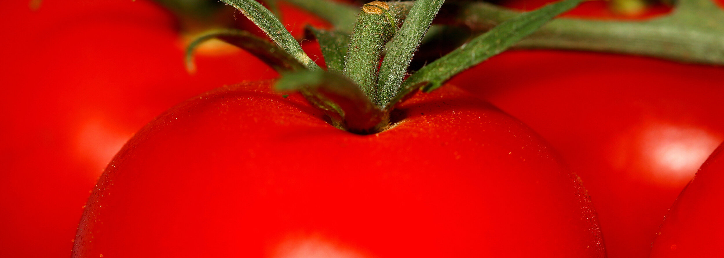 bigstock-Extreme-close-up-shot-of-Tomat-247399216.jpg