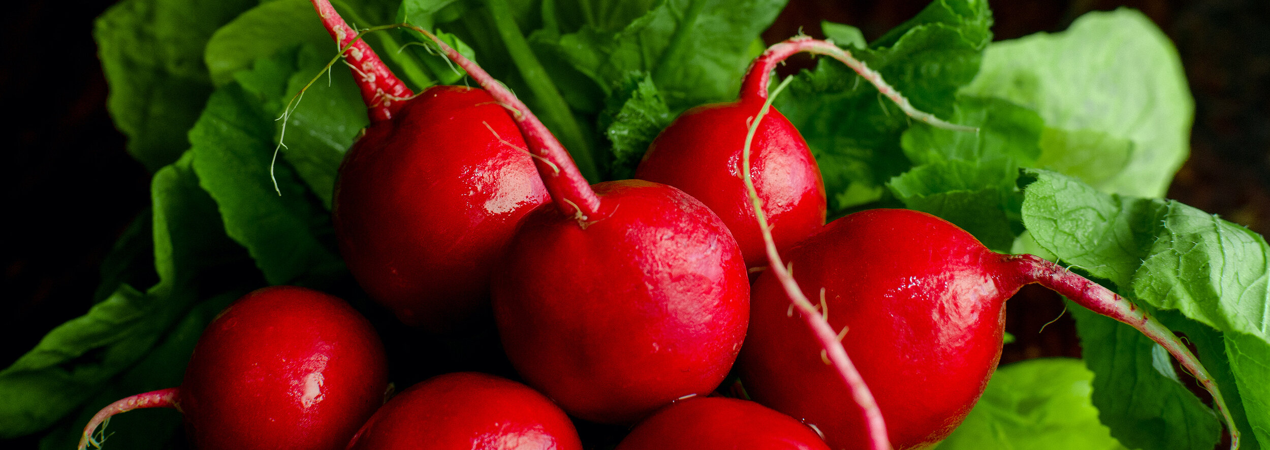 bigstock-A-Bunch-Of-Radishes-With-Green-403998008.jpg
