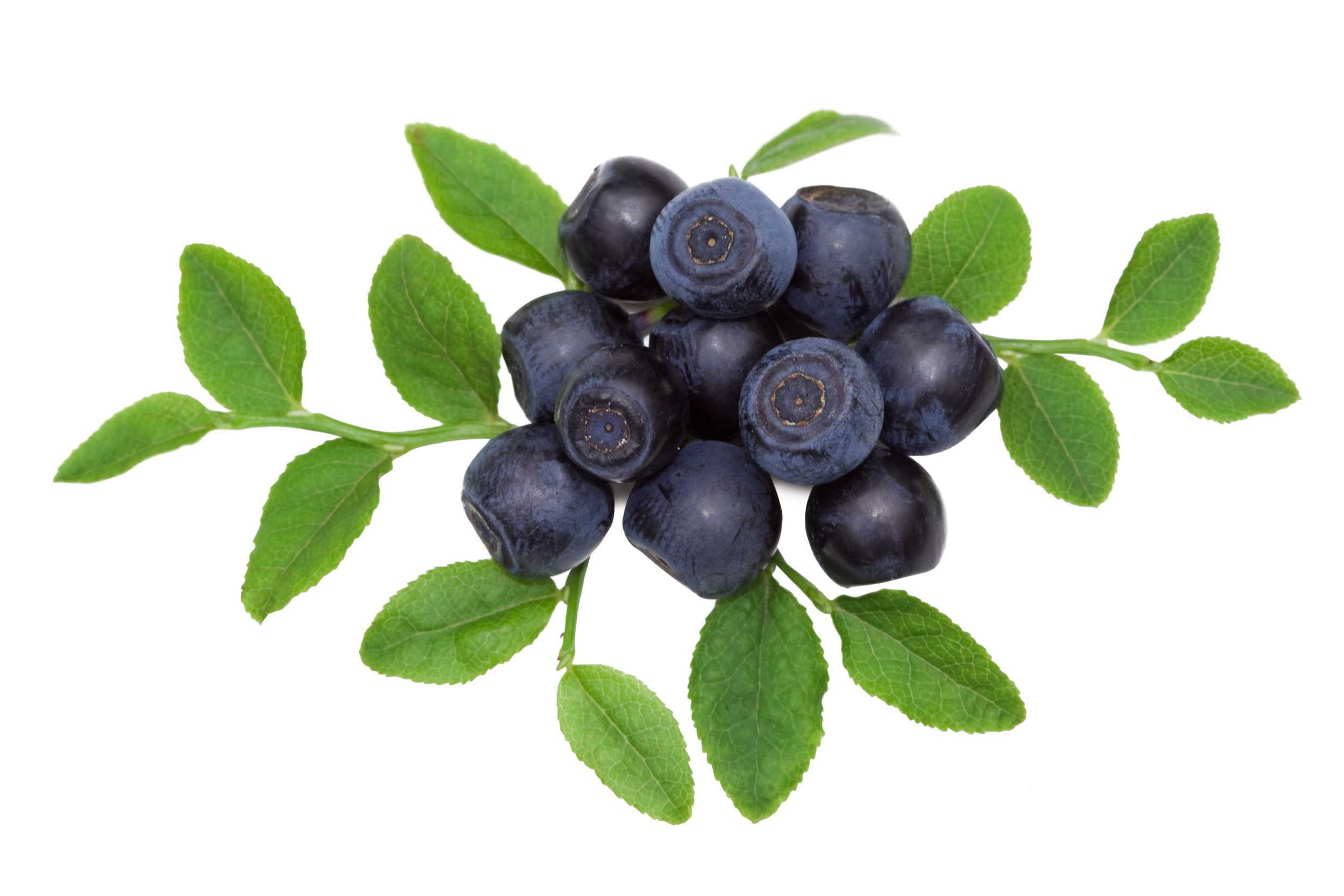 22 Botanicals Bilberry iStock-173945901.jpg