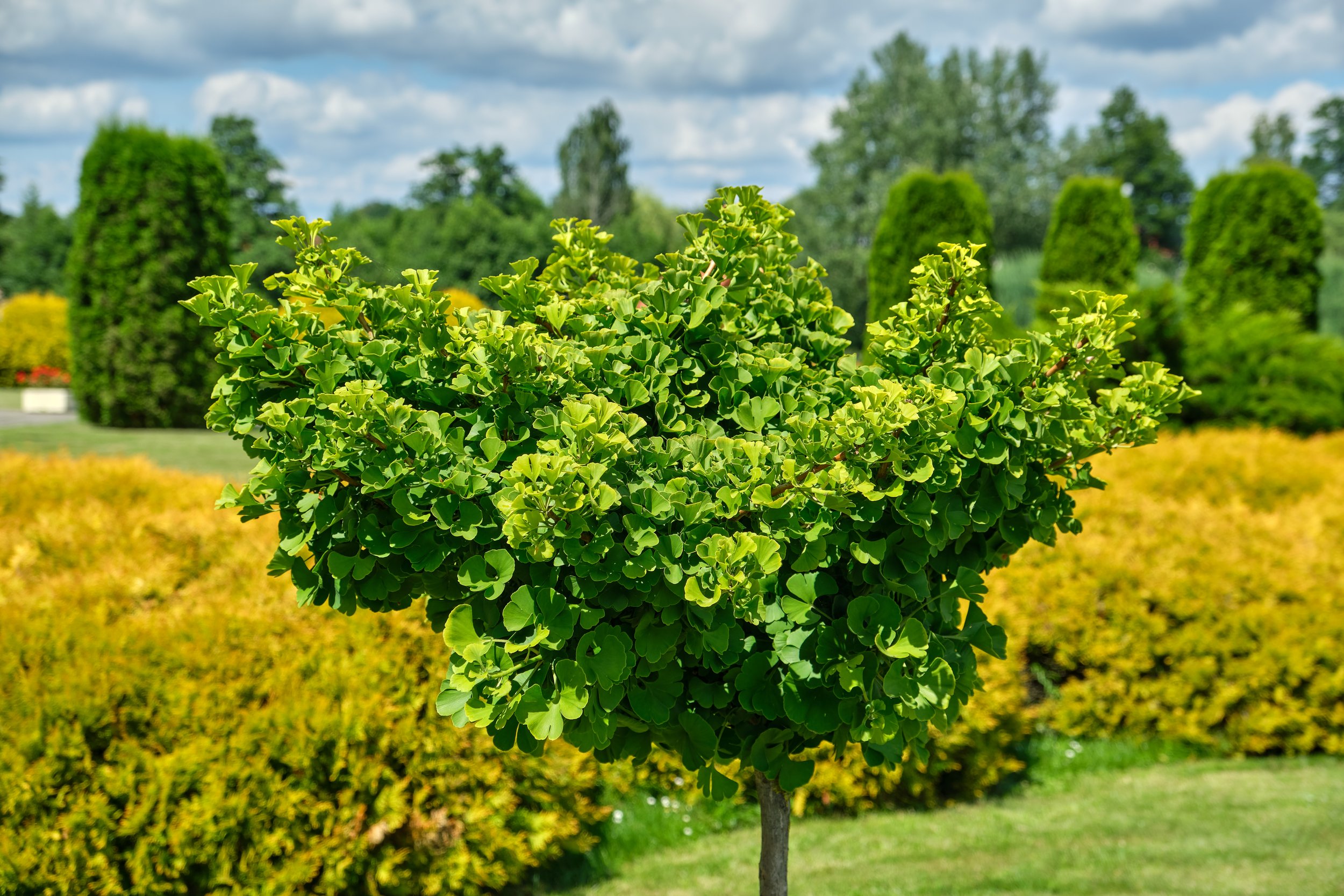 Botanicals Gingko iStock-1269532951.jpg