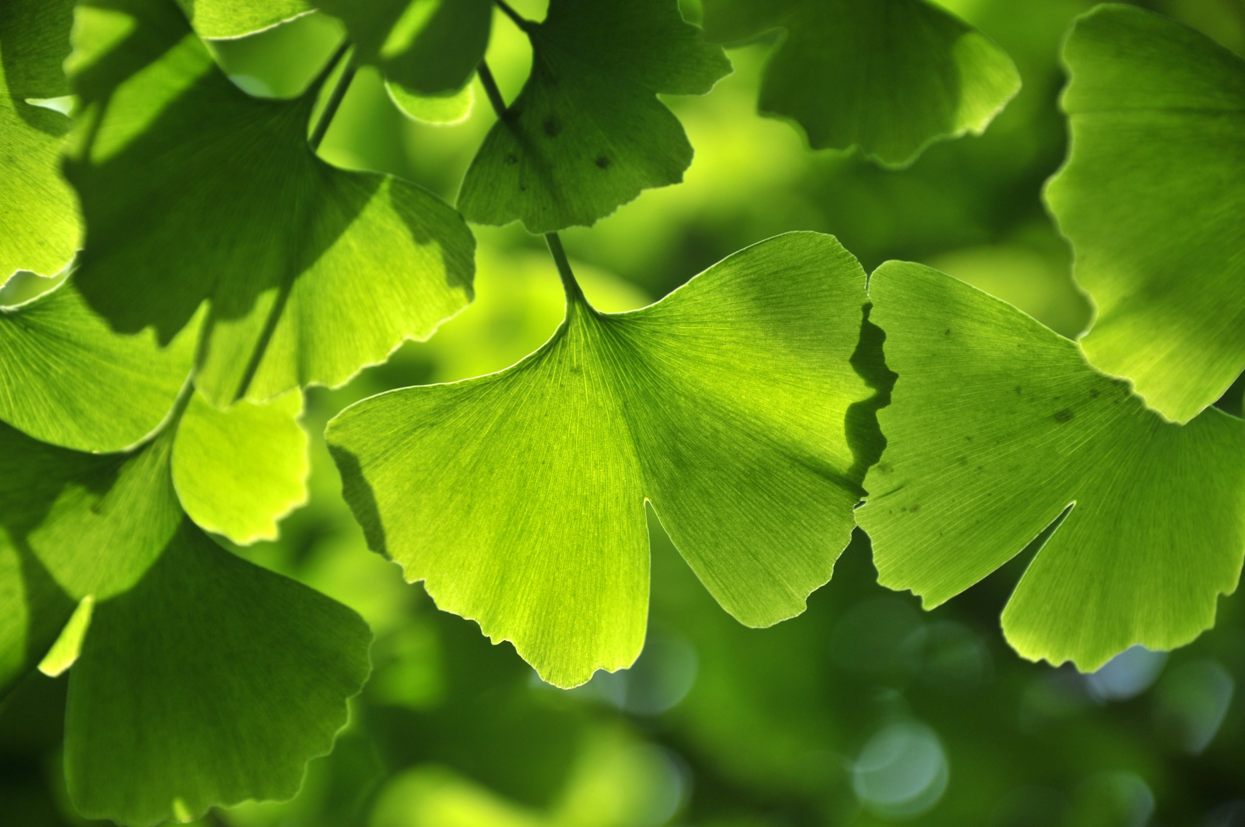 Botanicals 3 gingko iStock-168516373.jpg