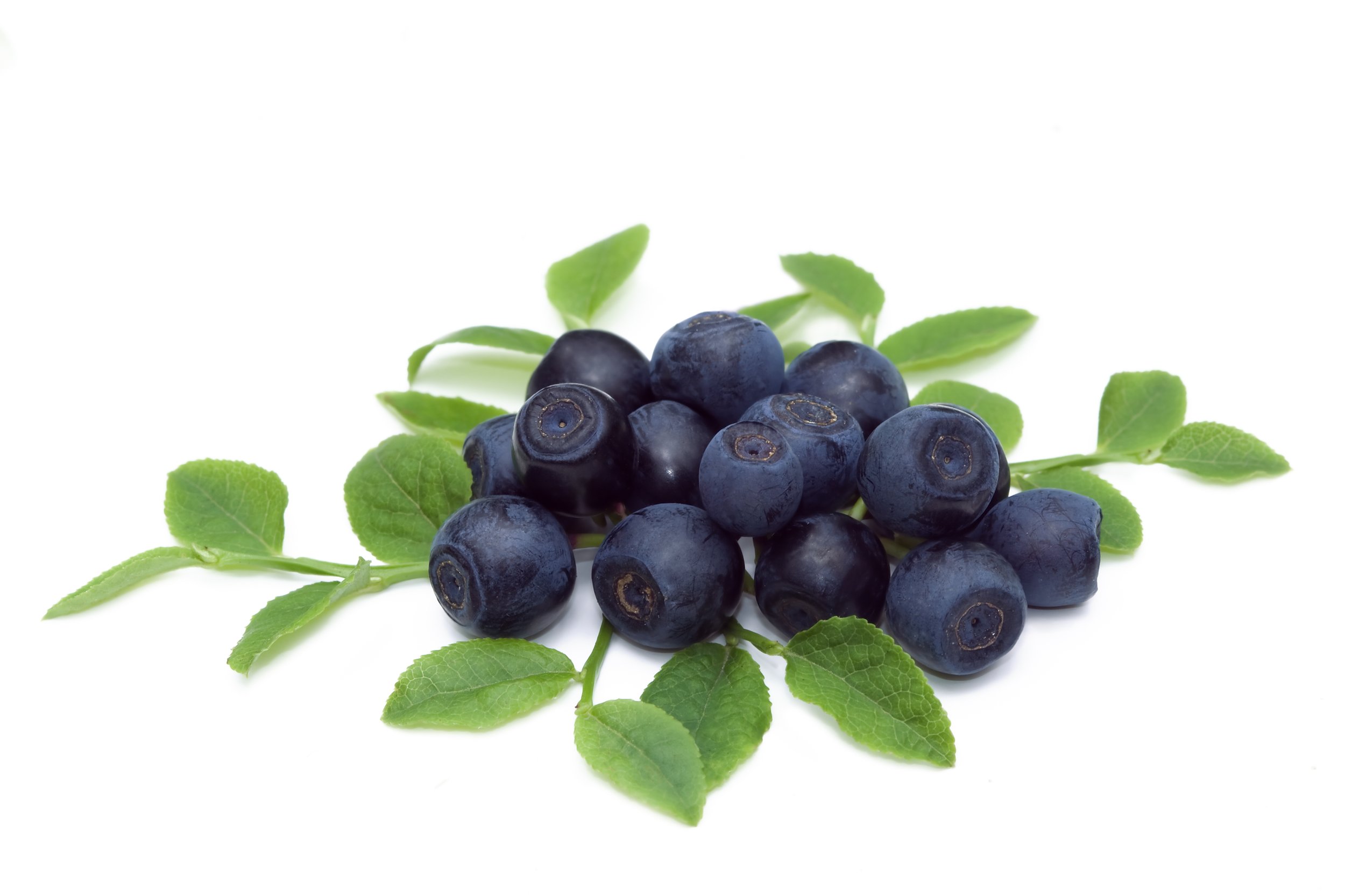 Botanicals Bilberry iStock-173945593 (1).jpg