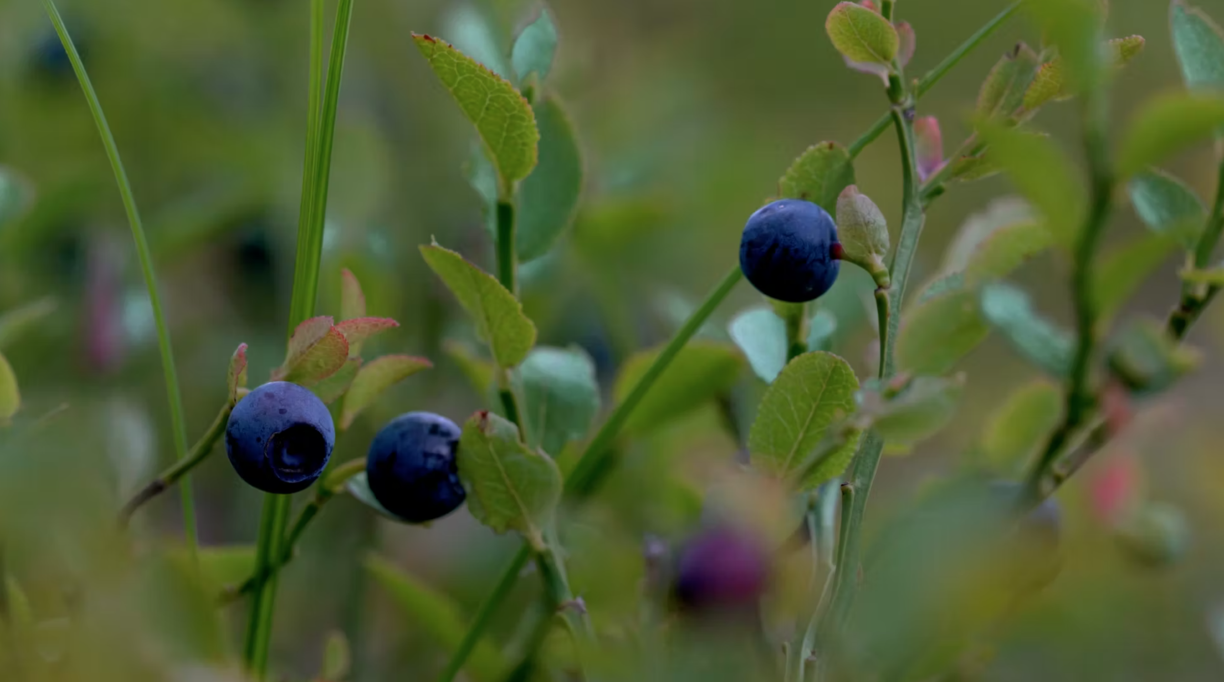 prime botanicals banner still.png