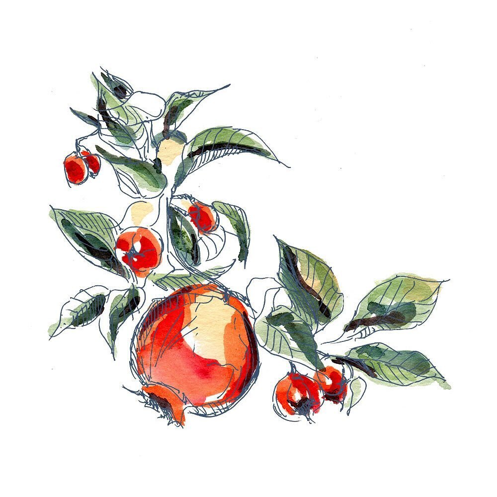 A botanical illustration of bright pomegranates for a recent wedding invitation suite. 
-
-
-
-
-
#botanicalart #floralillustration #linedrawing #inkandpaper #botanicallinedrawing #floralsketch #illustrationdaily 
#weddingillustration #weddinginvitat