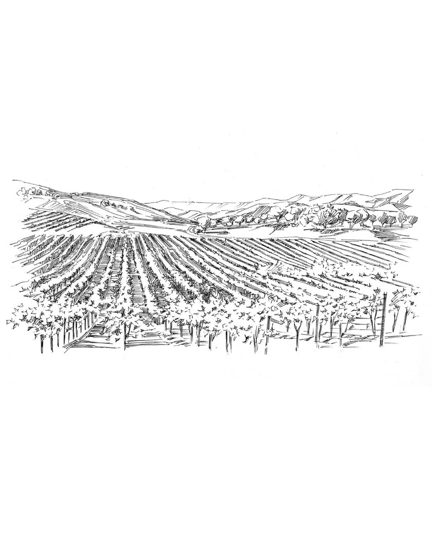 Northern California wine country in black and white ink&mdash;a recent postcard illustration commission.

#inkdrawing #winecountry #vineyard #californiaartist #postcarddesign