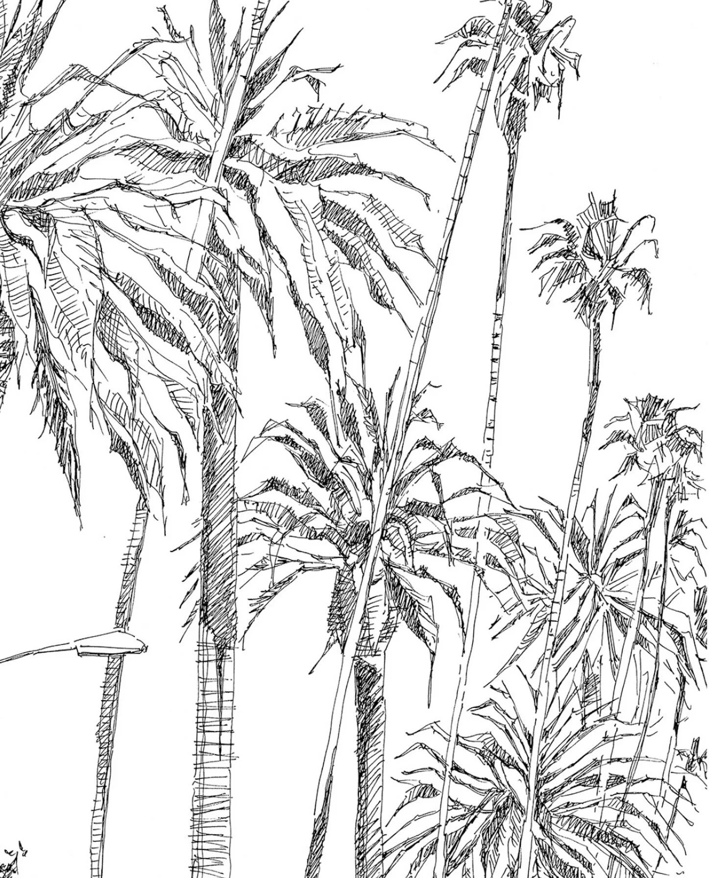 Palm tree details from a large commissioned drawing.
#beverlyhills #losangelesartist #palmtrees #penandink #architecturalillustration
