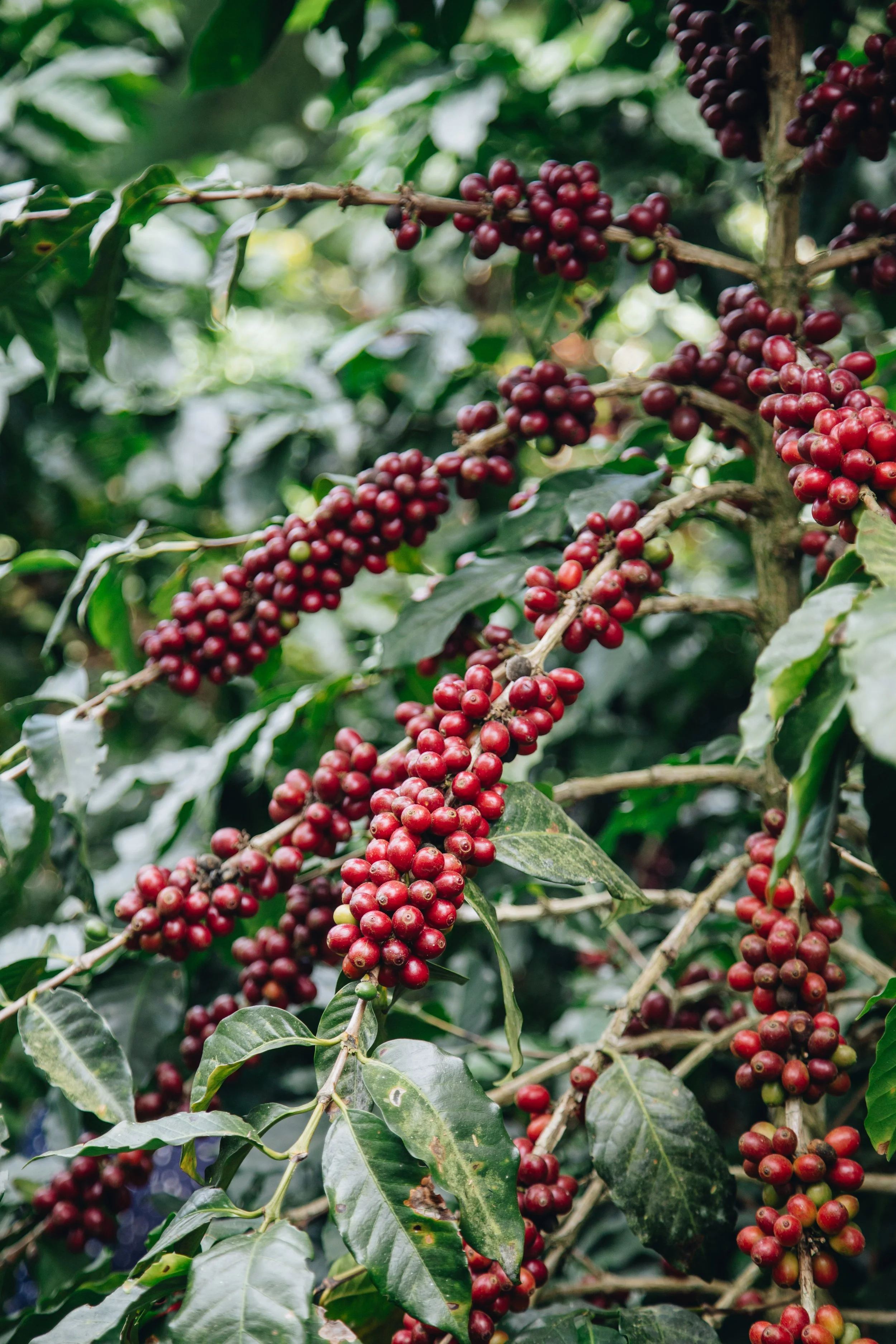 Coffee plant with clusters of red coffee cherries and green leaves.
