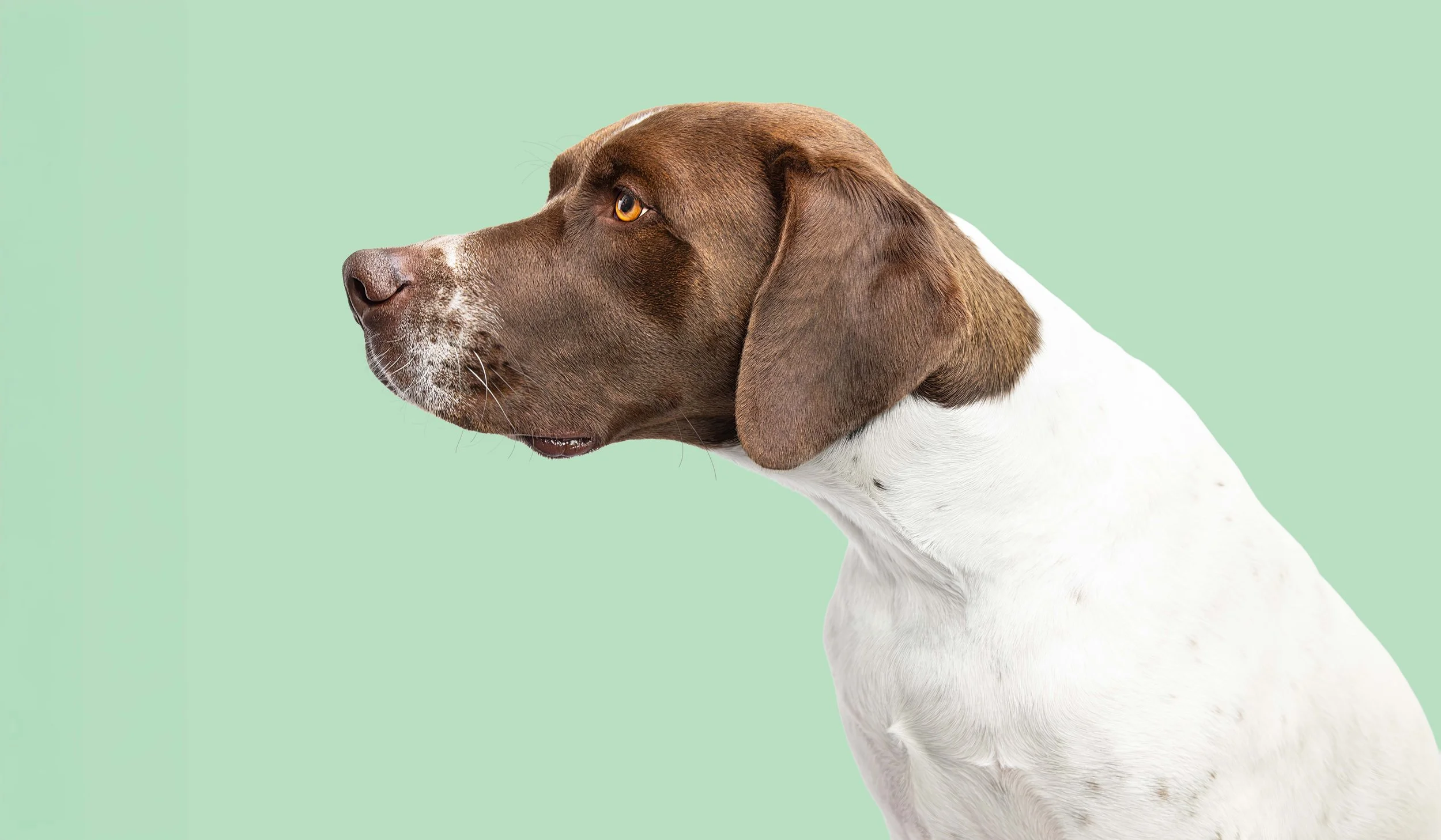 Karl Profile.jpg