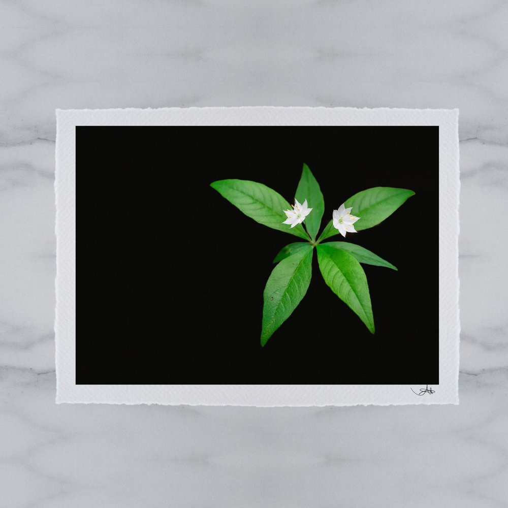 Star-flower | Botanical Print