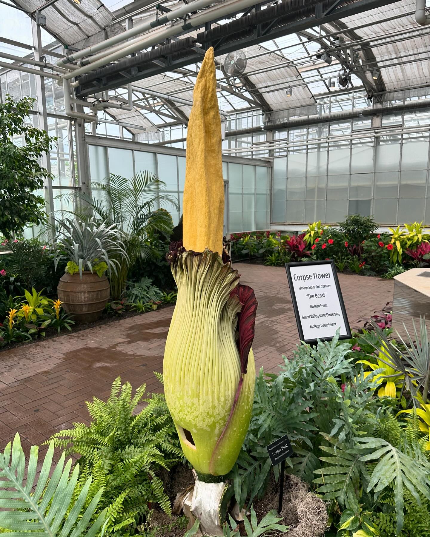 Had to go check out the corpse flower at Meijer Gardens!