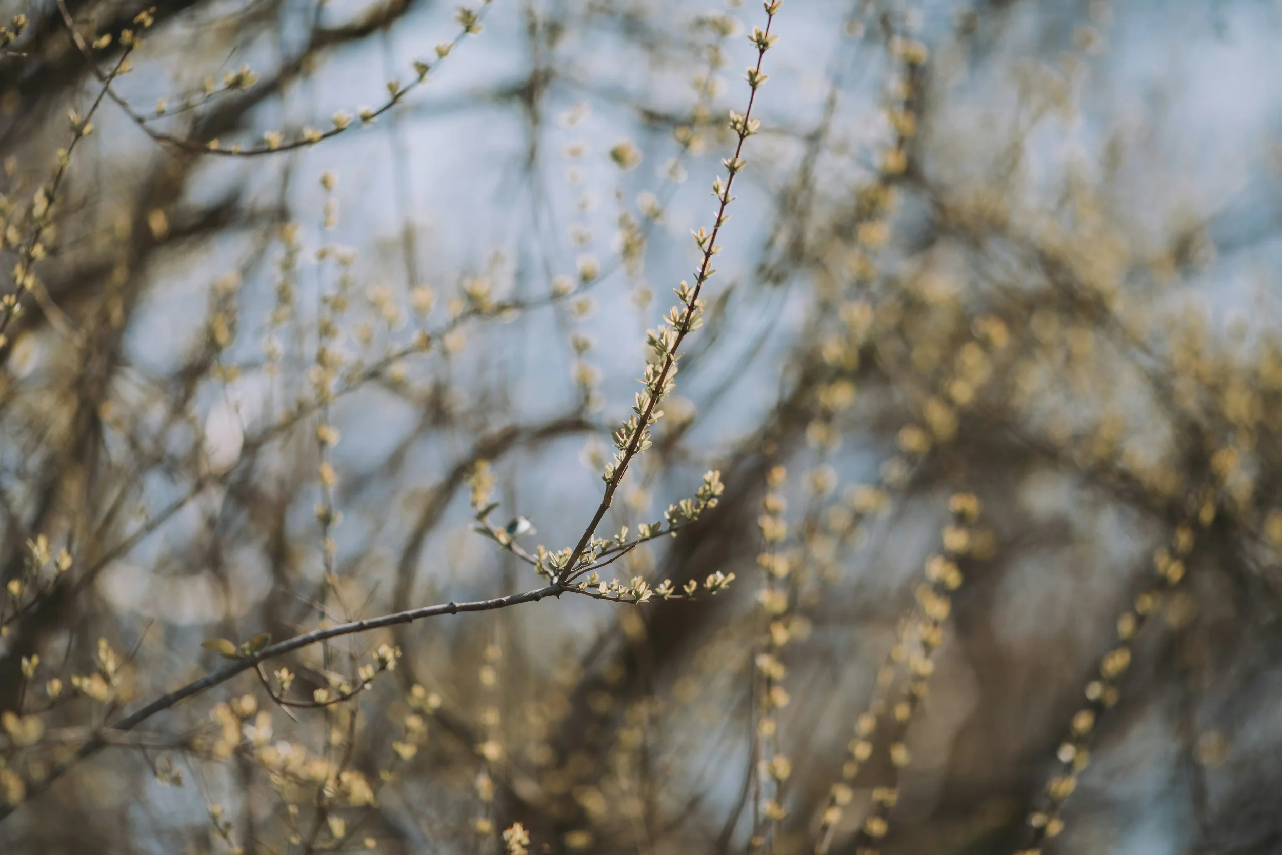 Close-up of a budding tree branch with small yellow flowers and a blurred background of branches and sky.