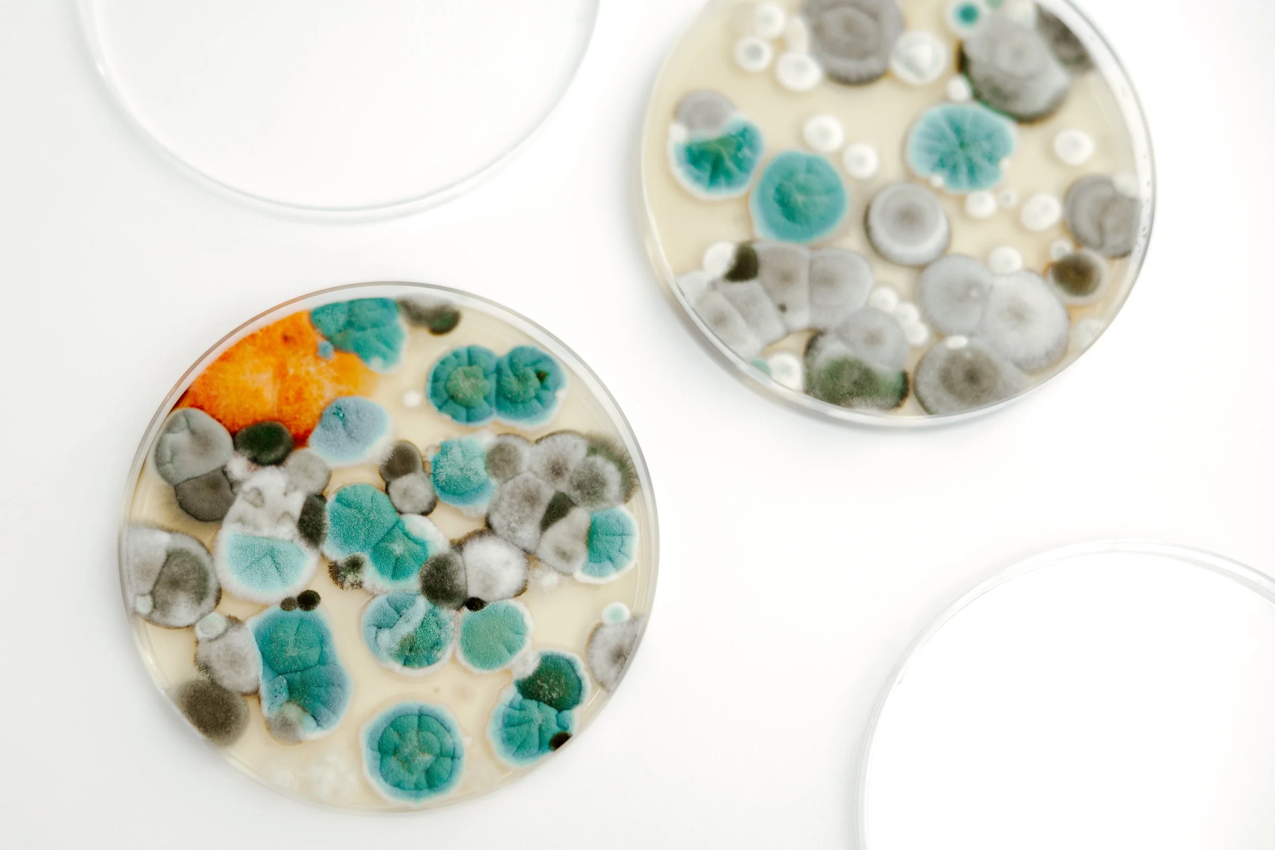 Viable Air Mould plates, Penicillium, Bacteria, Blue Mould