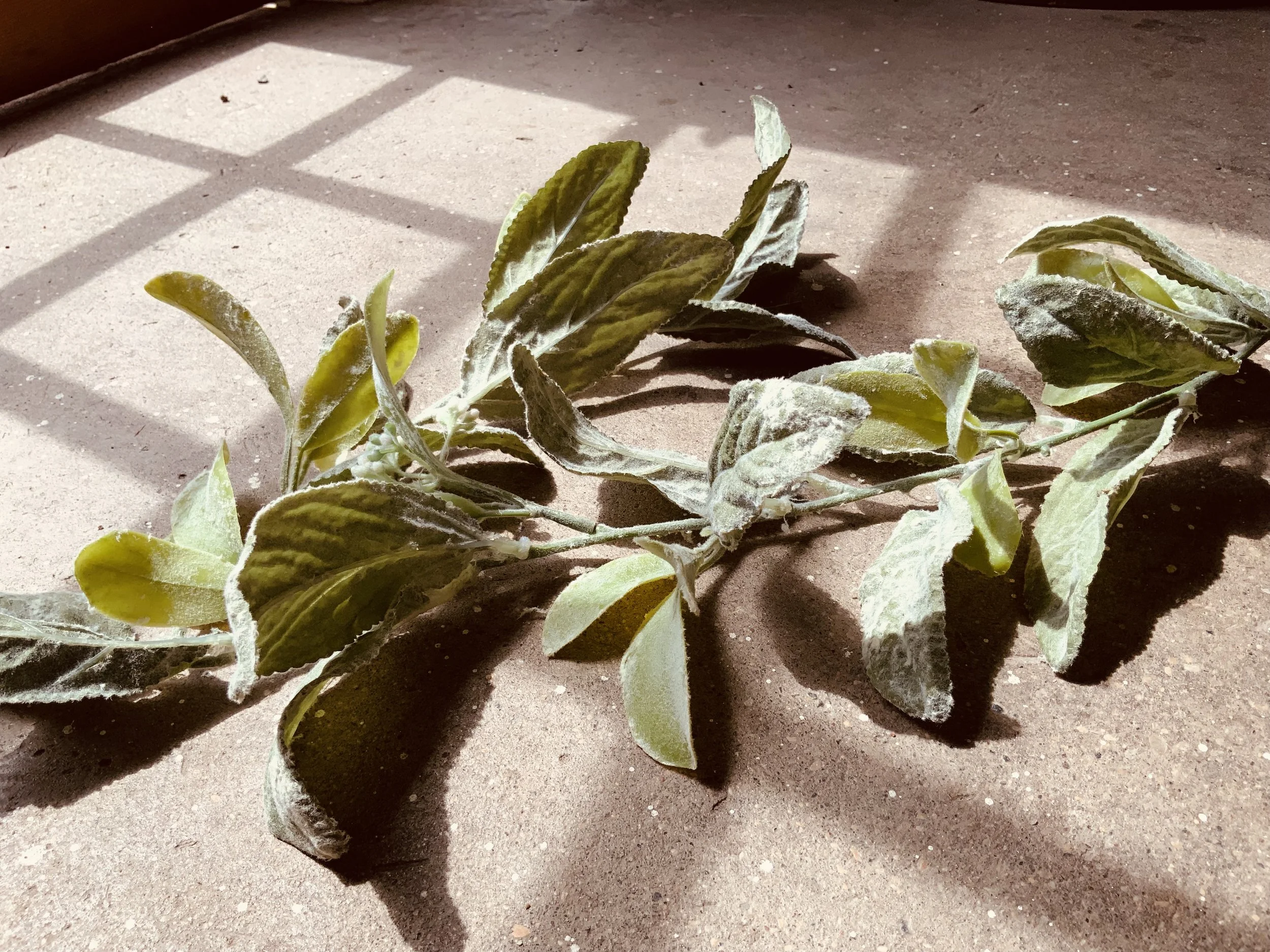Lambs Ear Greenery