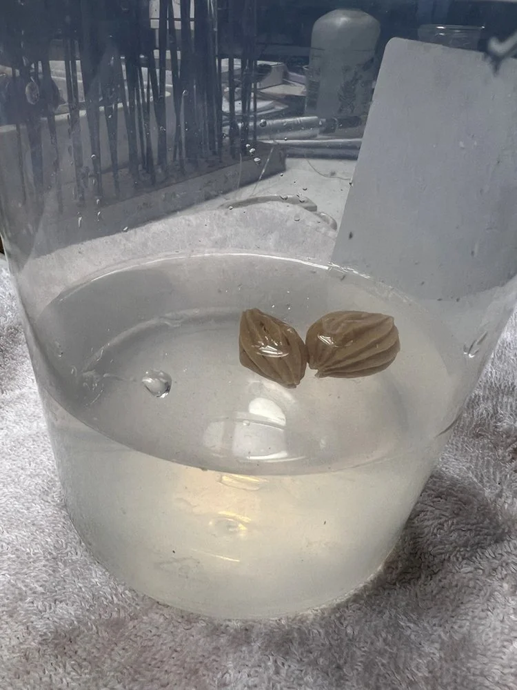 the wax shells float when the core is dissolved in water
