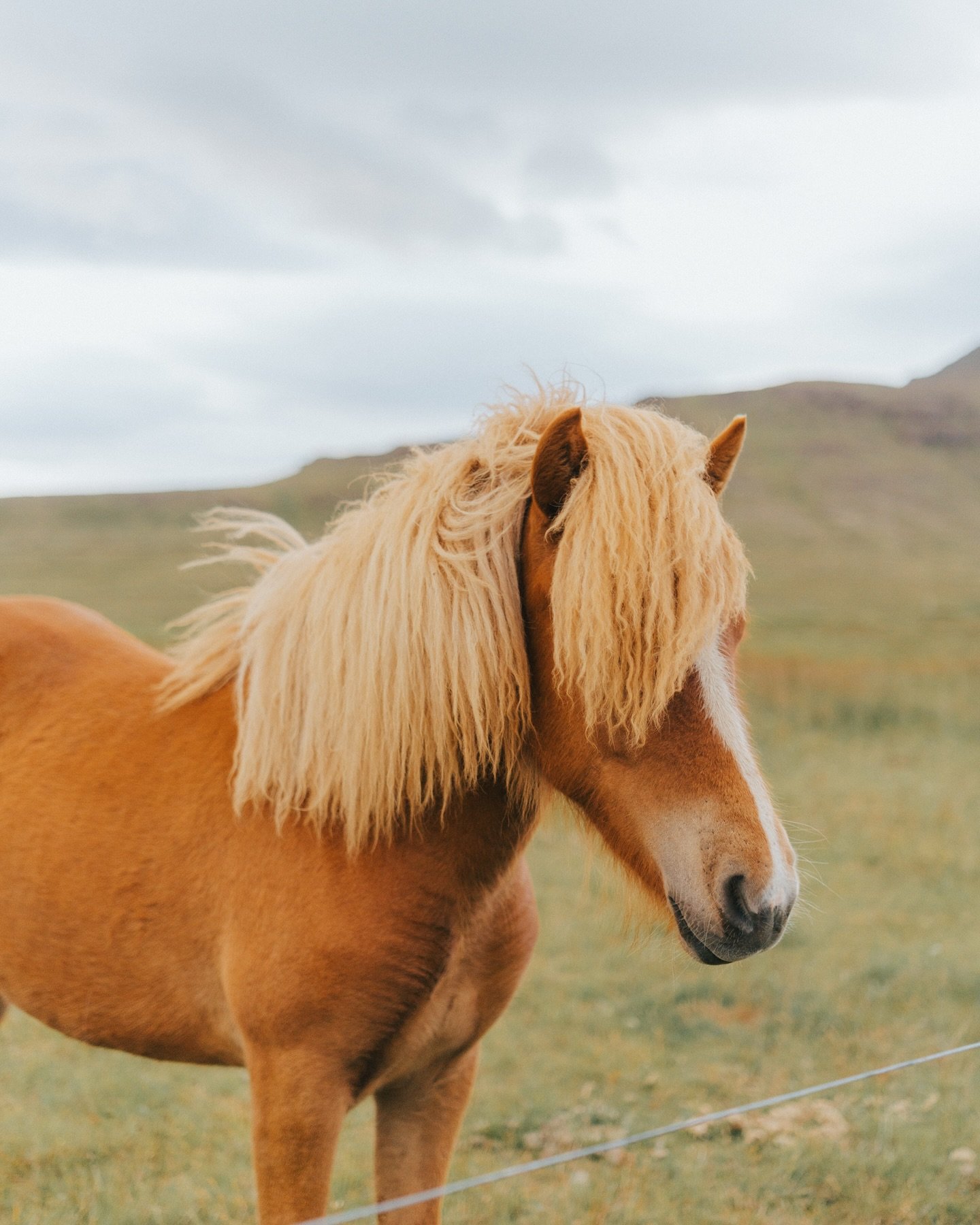 I&rsquo;ll be leaving these here 🥸 
-
#iceland #icelandroadtrip #reykjavik #vik
