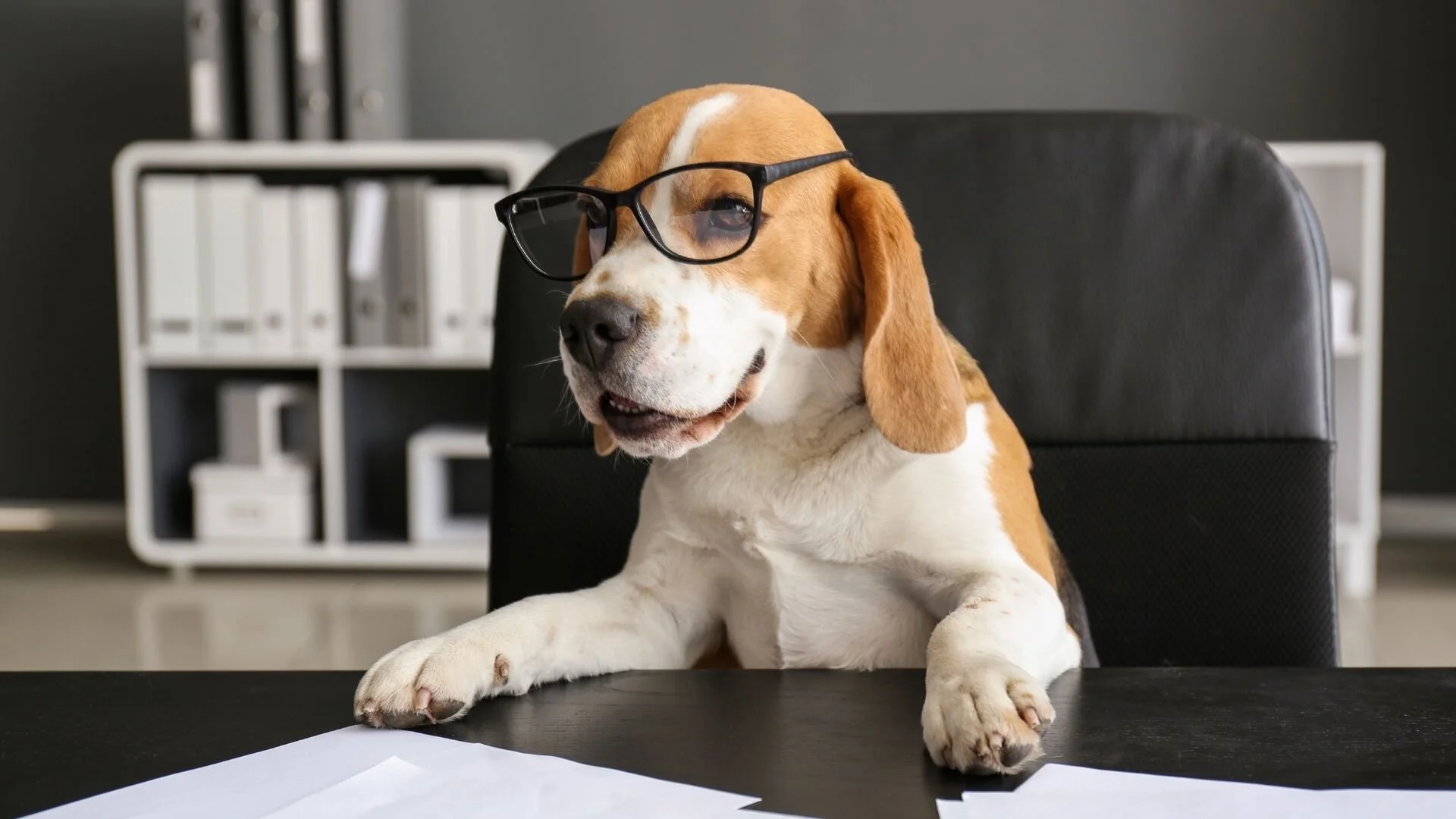 Benefits Of Having Dogs In The Workplace KAN Recruitment Benefits Of Having Dogs In The Workplace KAN Recruitment