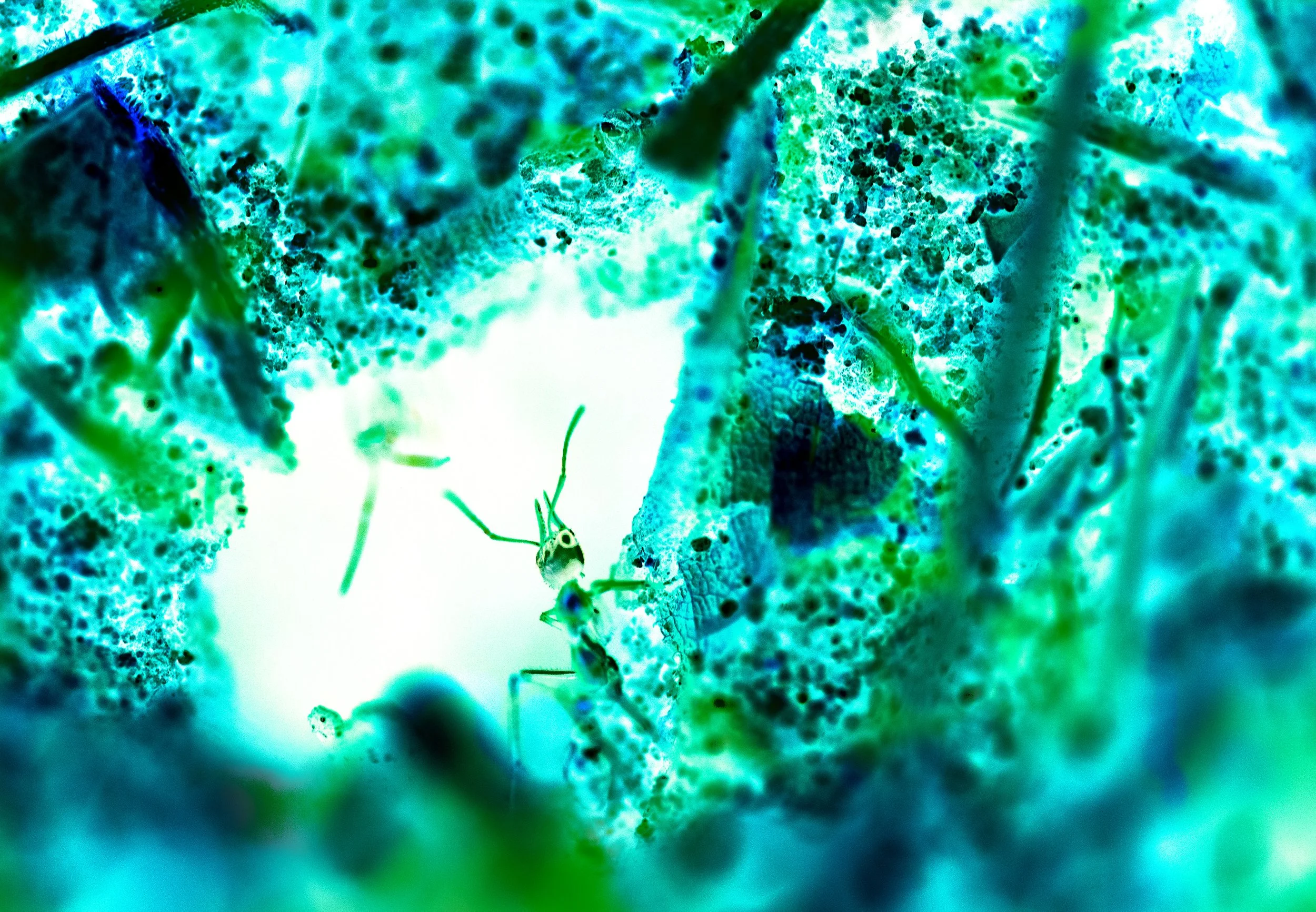 Bull ant Umwelt II (inverted)