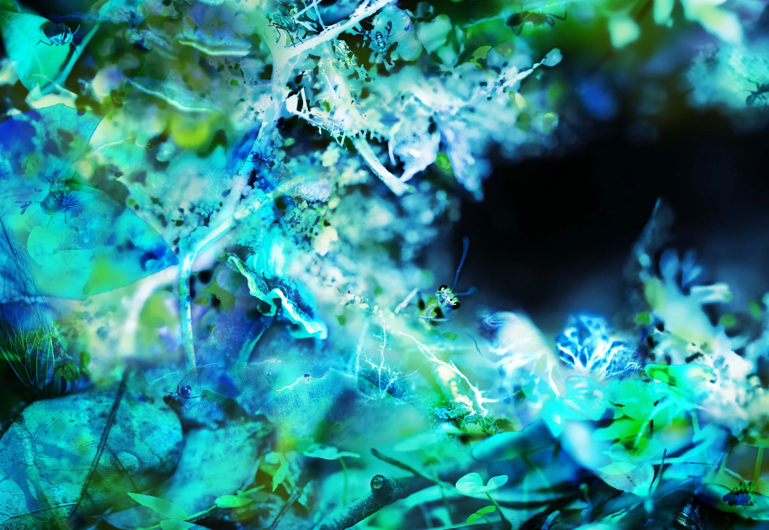 Bull ant Umwelt III