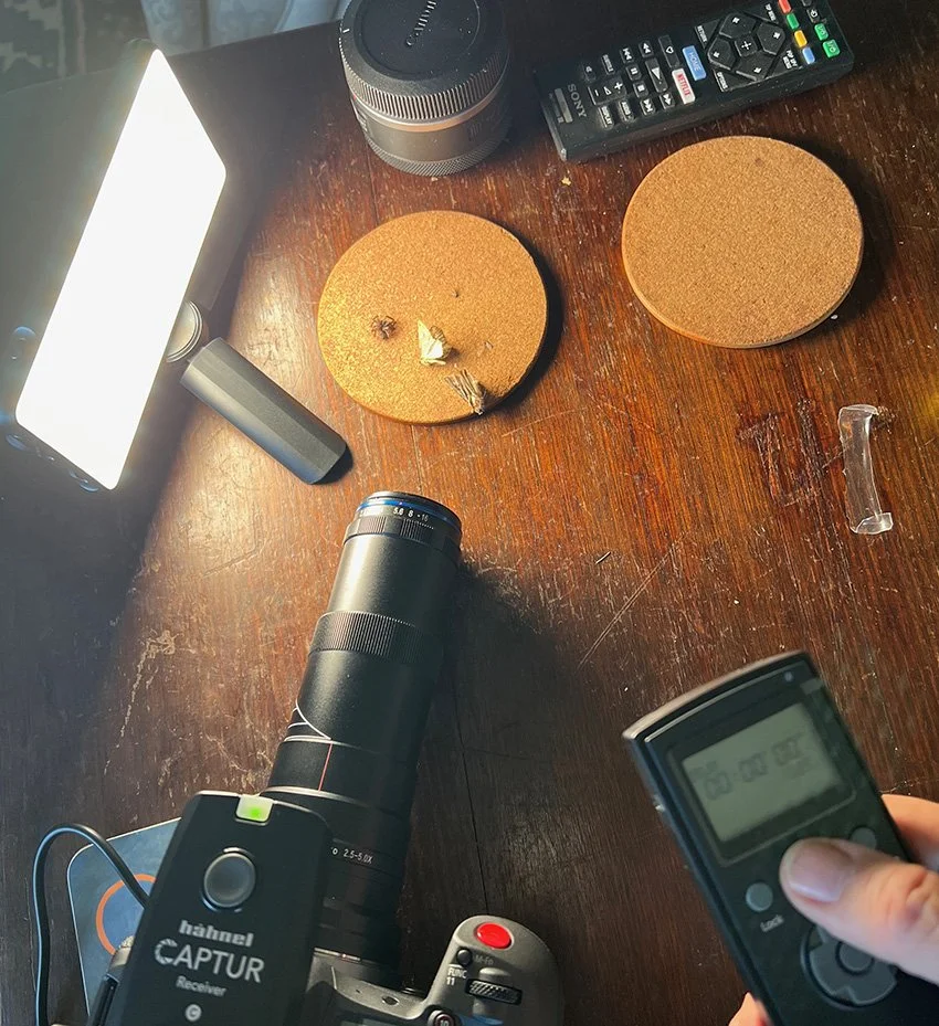 dead insect macro process 1.jpg