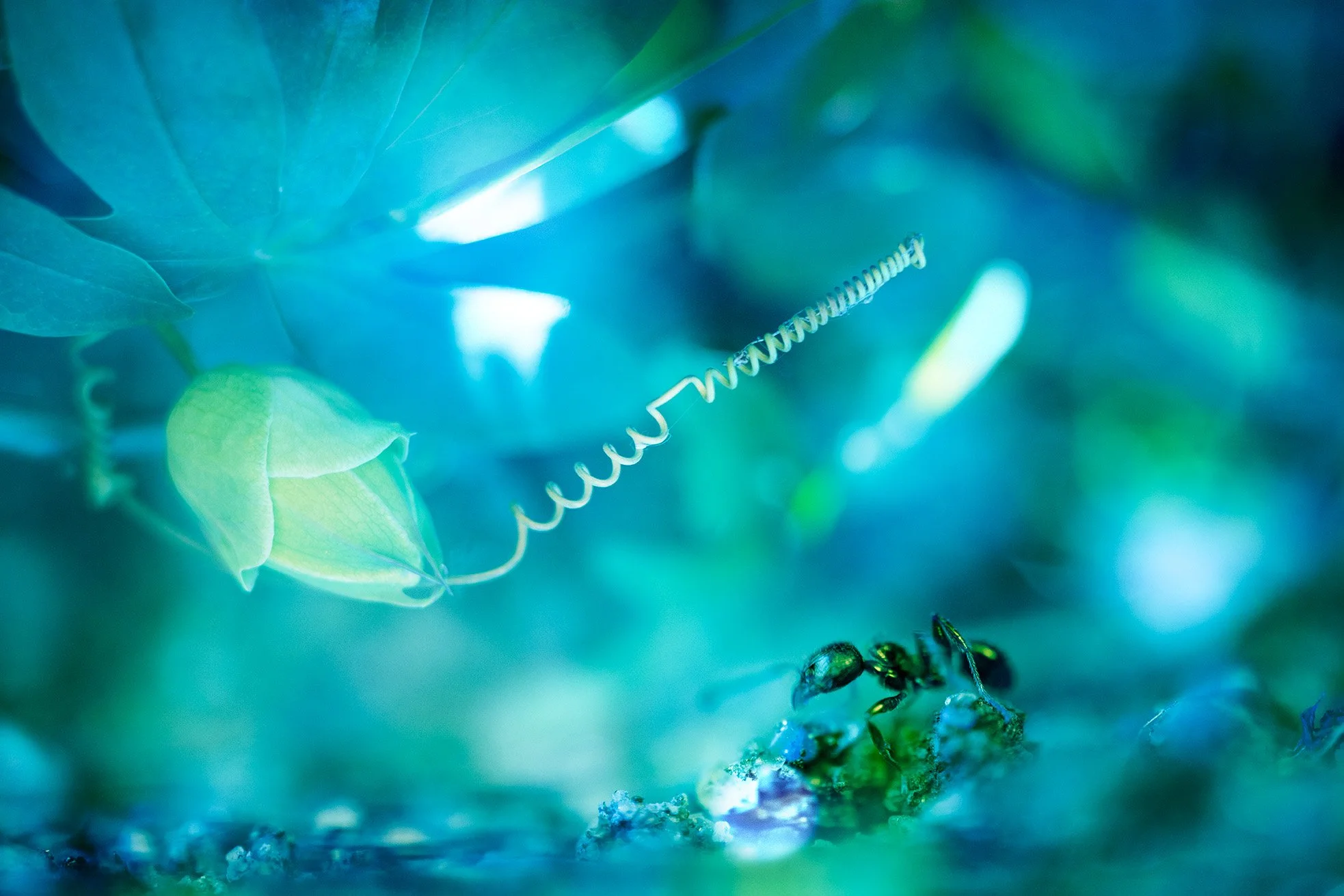 Backyard macro series