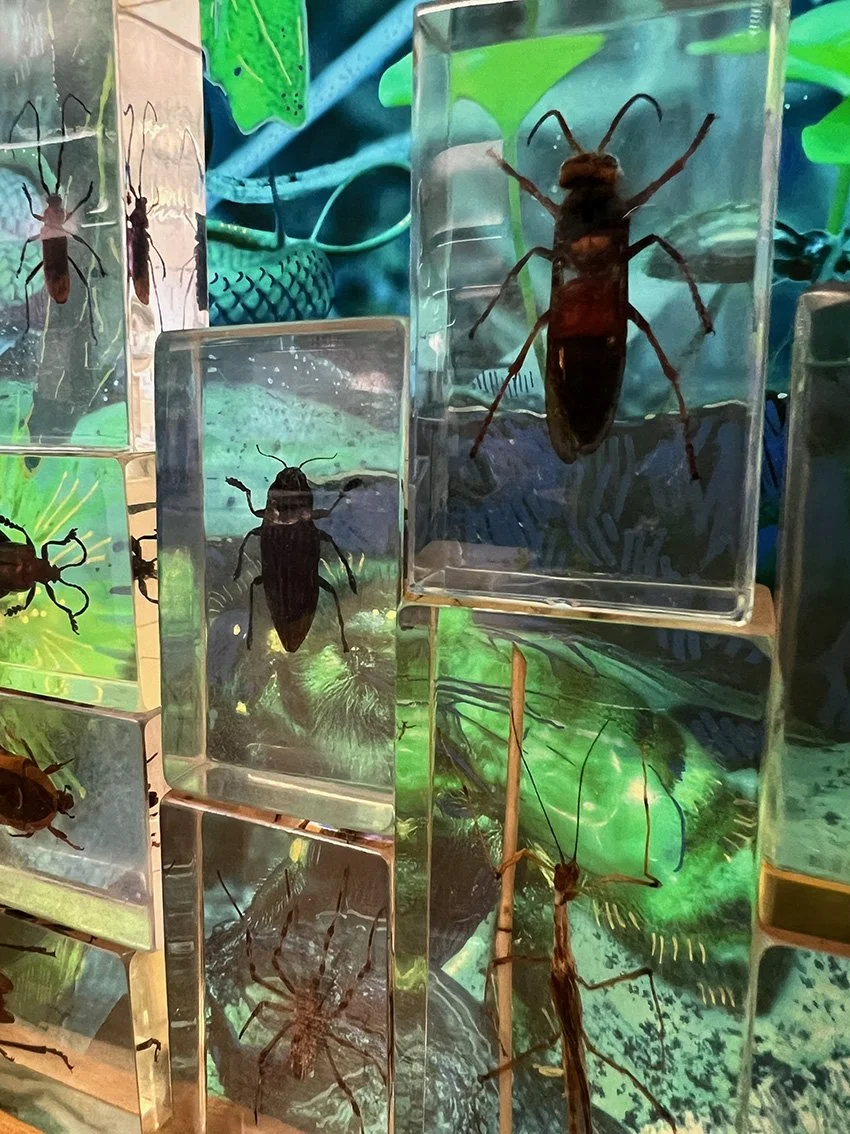 bugs in resin 1.jpg