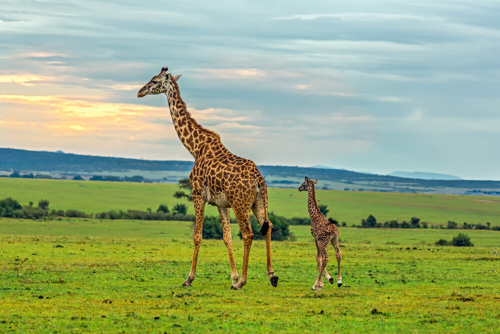 Giraffe in the Mara, Kenya_shutterstock_227612314.jpg