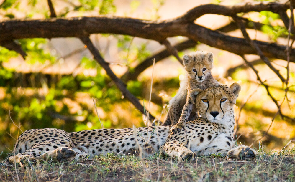 Cheetah in the Mara, KE or TZ_shutterstock_365257364.jpg