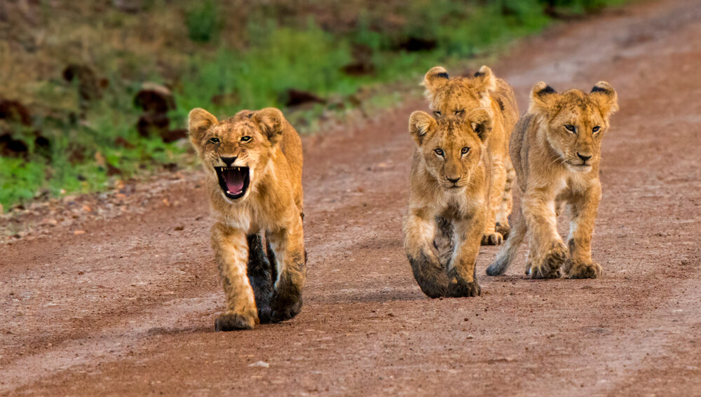 Lion cubs in the Mara, Kenya_shutterstock_666644245.jpg