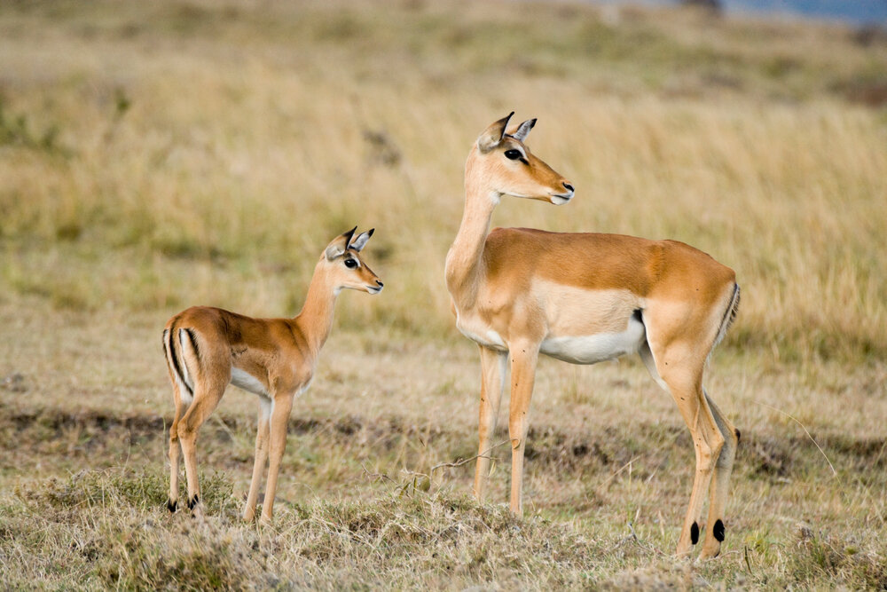 Gazelle in the Mara, Kenya.jpg