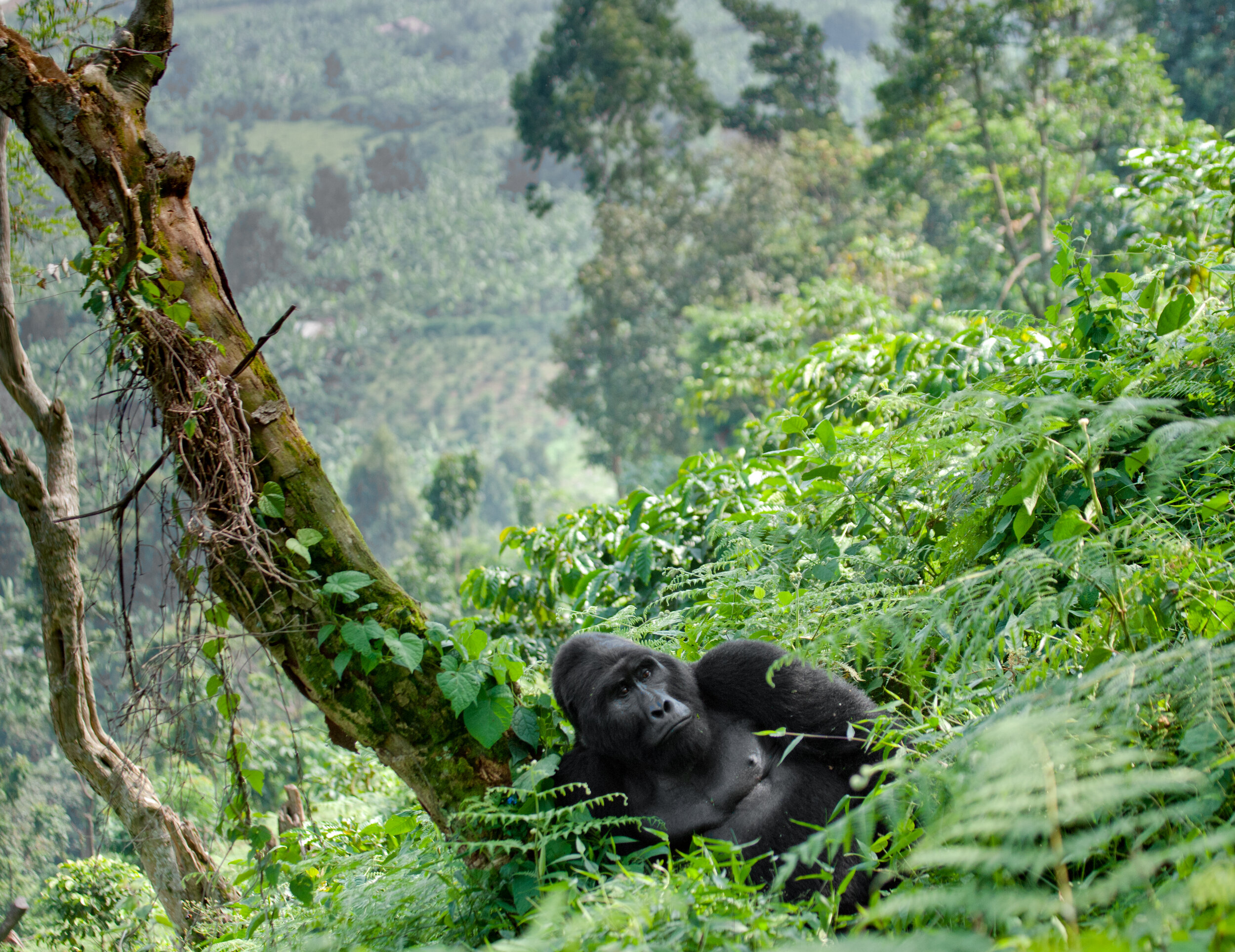 Mountain gorilla_Bwindi.jpg