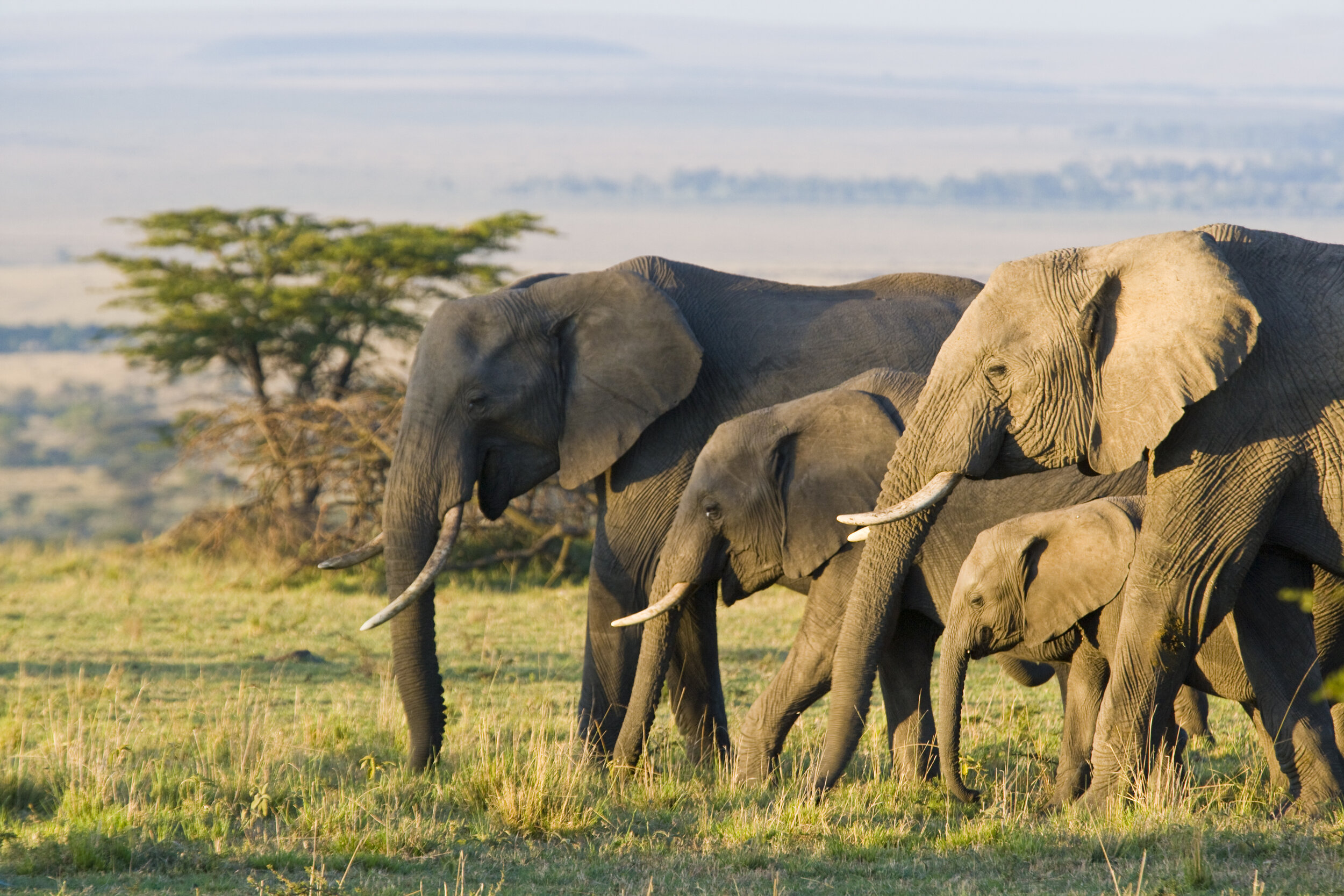 African elephant_Maasai Mara.jpg