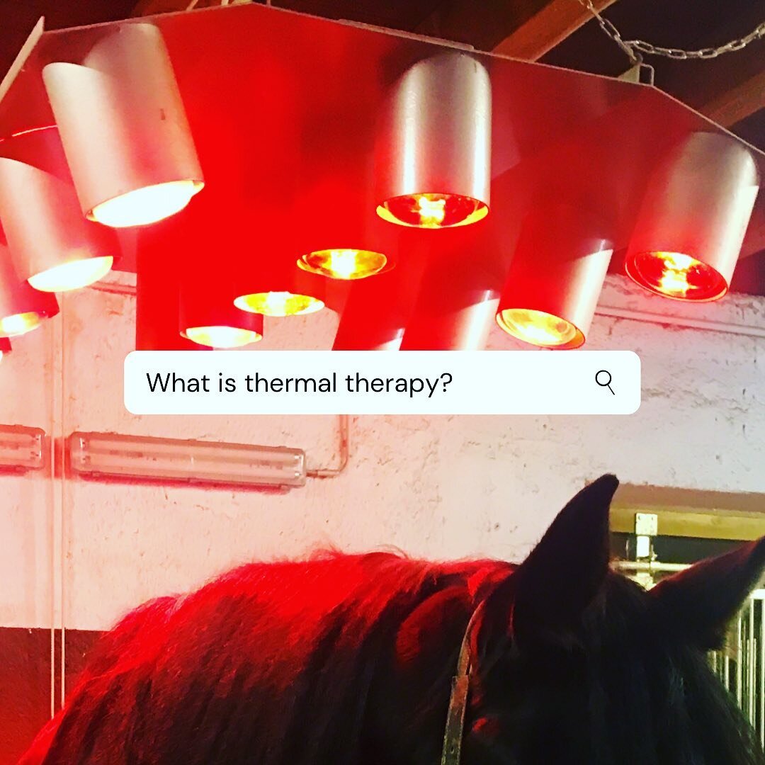 🥵 Heat therapy 🥵

The application of heat can have many benefits and can by done in a number of ways. Some are lucky enough to have a solarium or heat pad, however a simple hot water bottle can also be effective! 

What happens when you apply heat 
