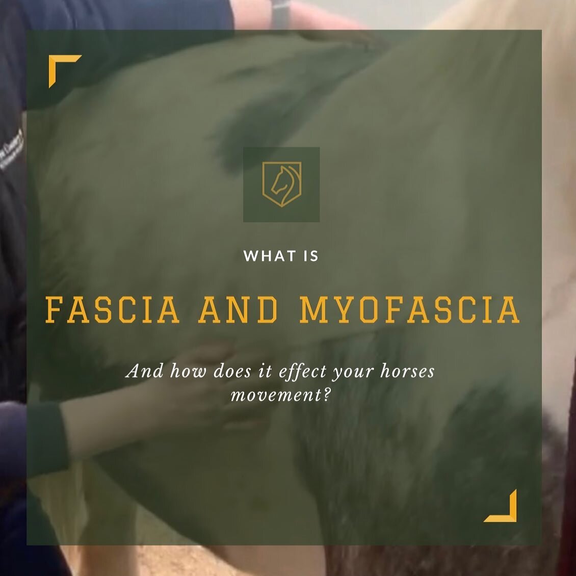 🐎 Fascia is the sheet of connective tissue beneath the skin that attaches, stabilizes, encloses, and separates muscles and other internal organs; myofascia is the name given to the fascia that surrounds muscles. It&rsquo;s main roles are to provide 