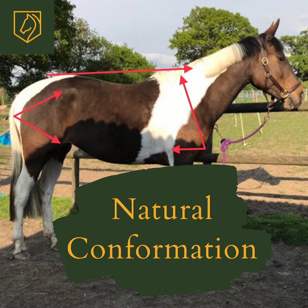 🐴 A horses conformation can not be changed, it is the way that they are born, and unfortunately most horses do not have a perfect conformation! 🐴

Management techniques can, however, help an animal with poor conformation to cope; farriers, master s
