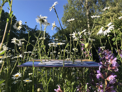Low level scene of a field of daisies with raising growing though artwork
