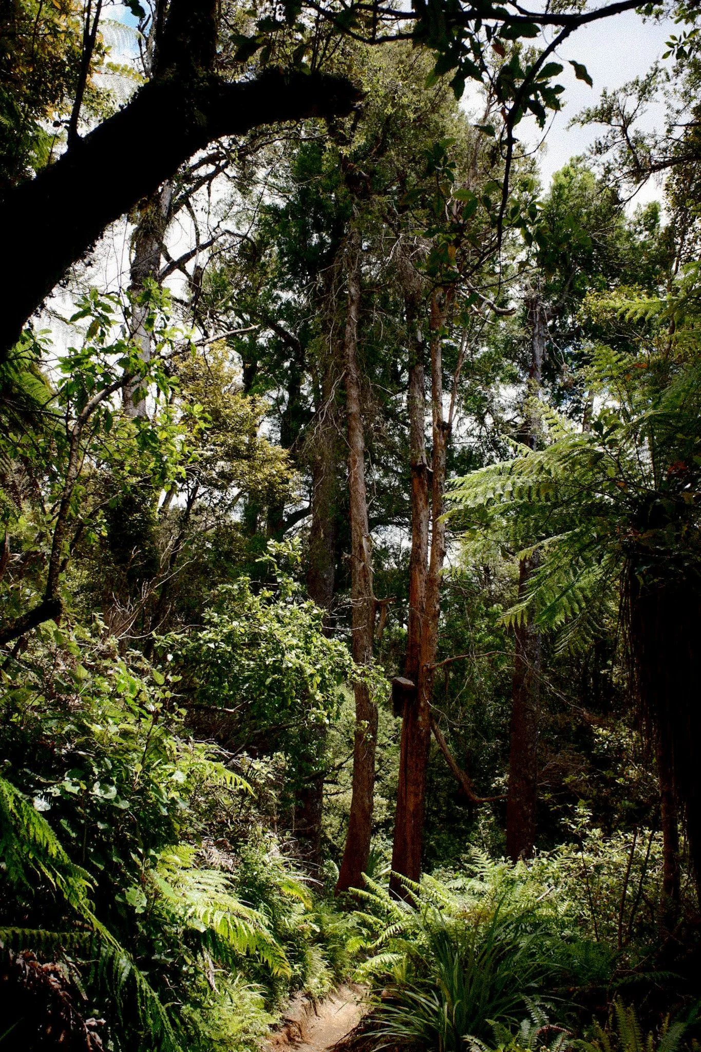 Dense forest with tall trees, ferns, and a narrow dirt path, surrounded by lush greenery and sunlight filtering through the canopy.