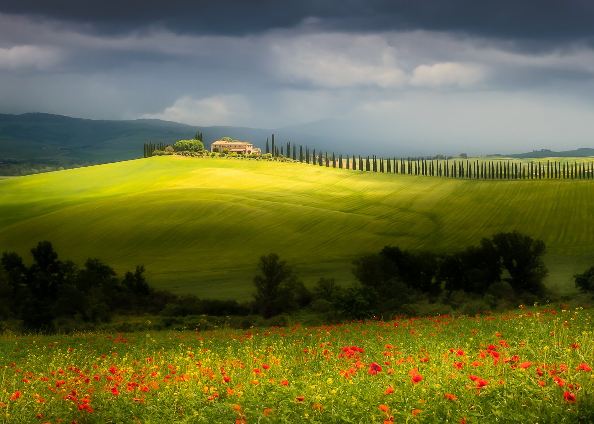 TuscanyVillaPoppies 2.jpg