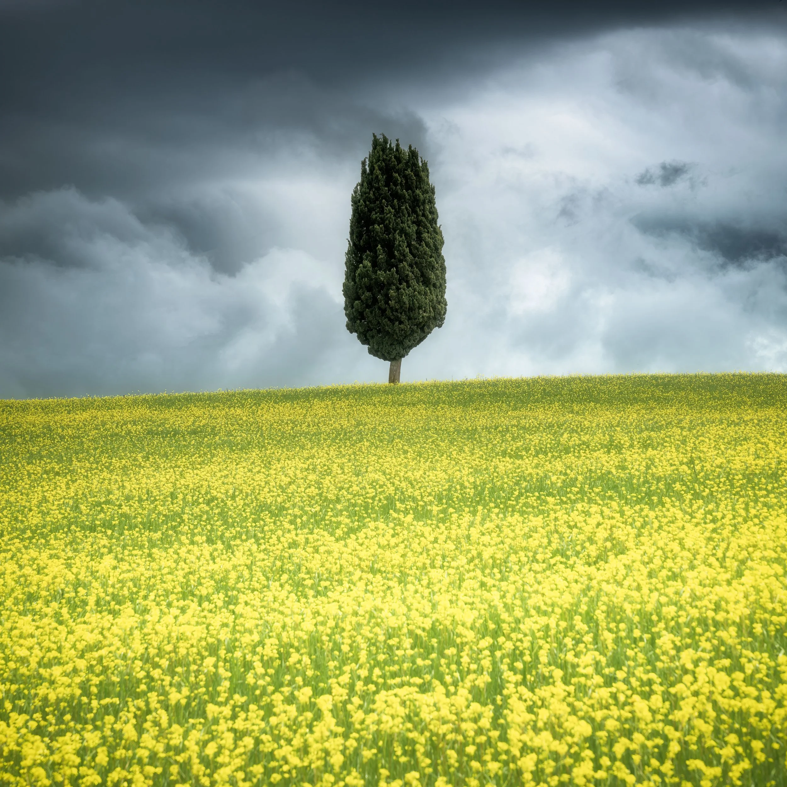 Lone Cypress.jpg