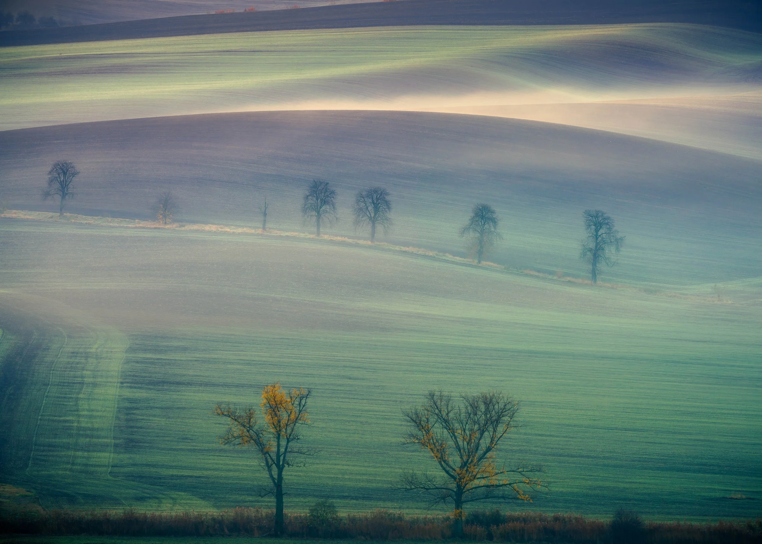 Moravia Chestnut Tree Avenue.jpg
