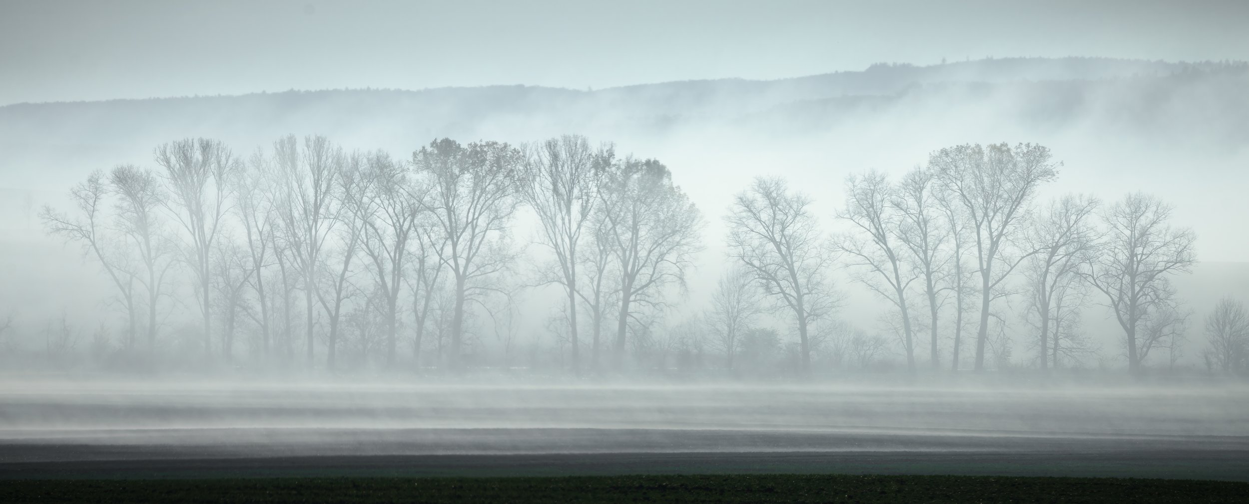 Moravia Trees in the mist pano.jpg