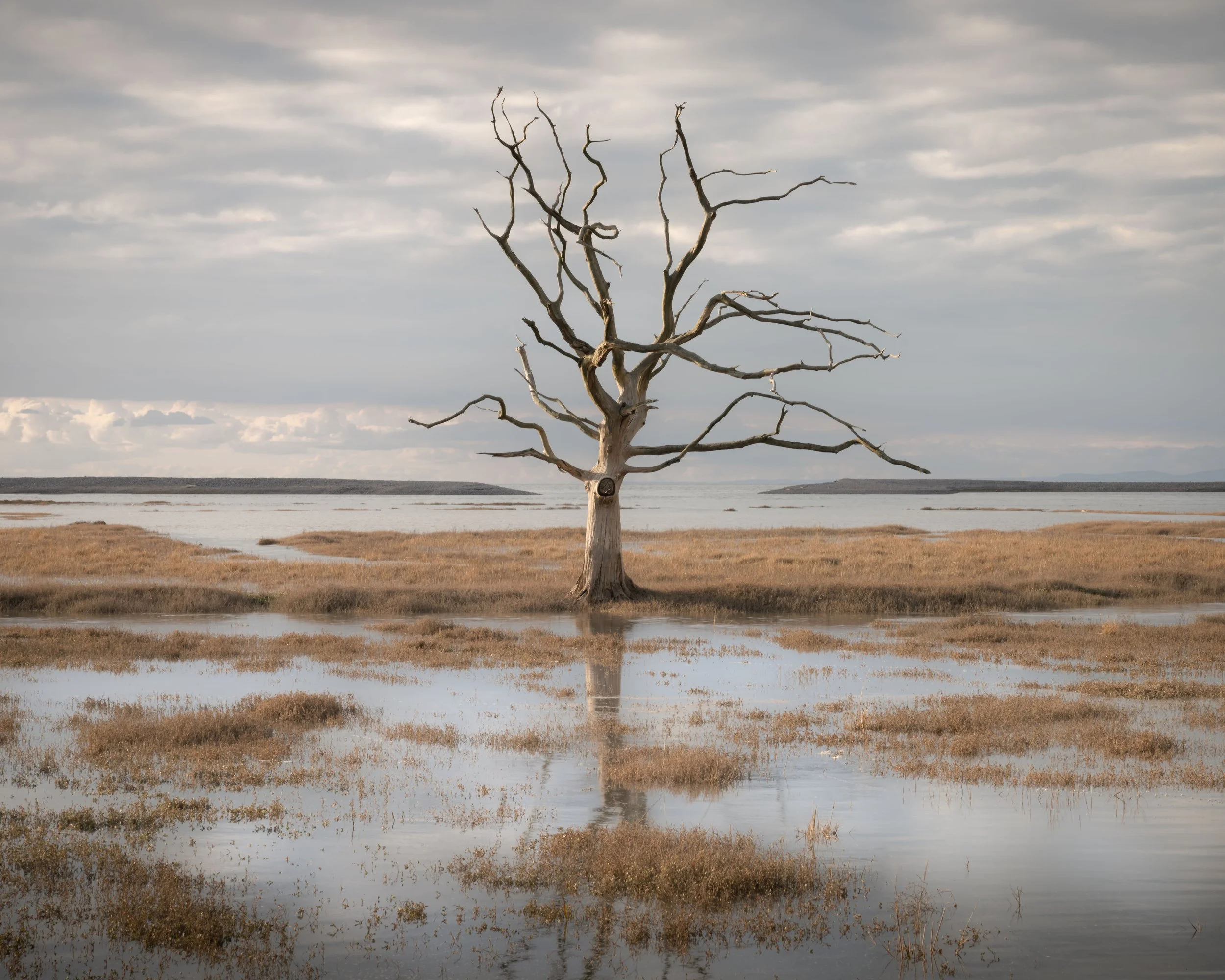 Porlock Weir Tree.jpg