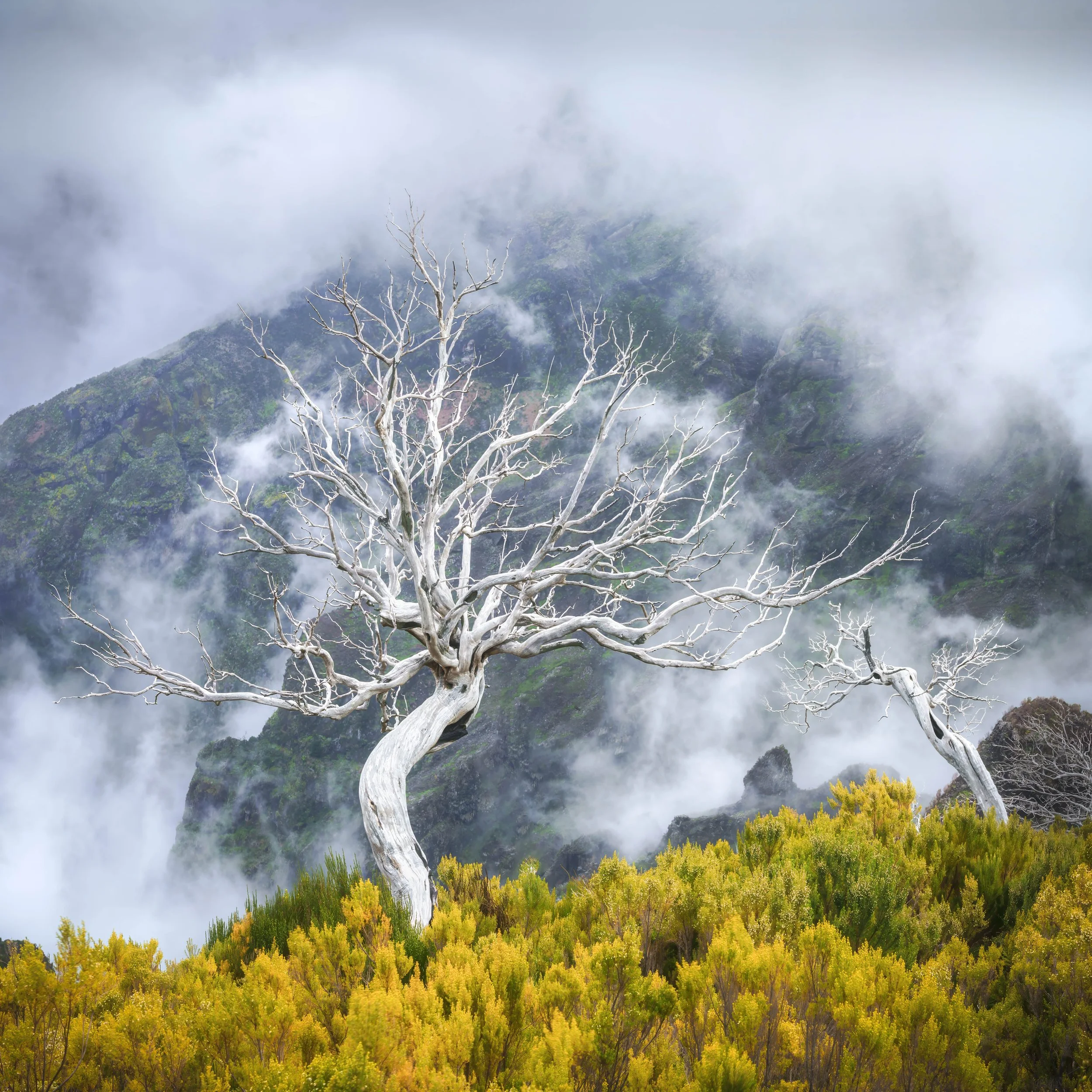Madeira Pico Riuvo Tree.jpg