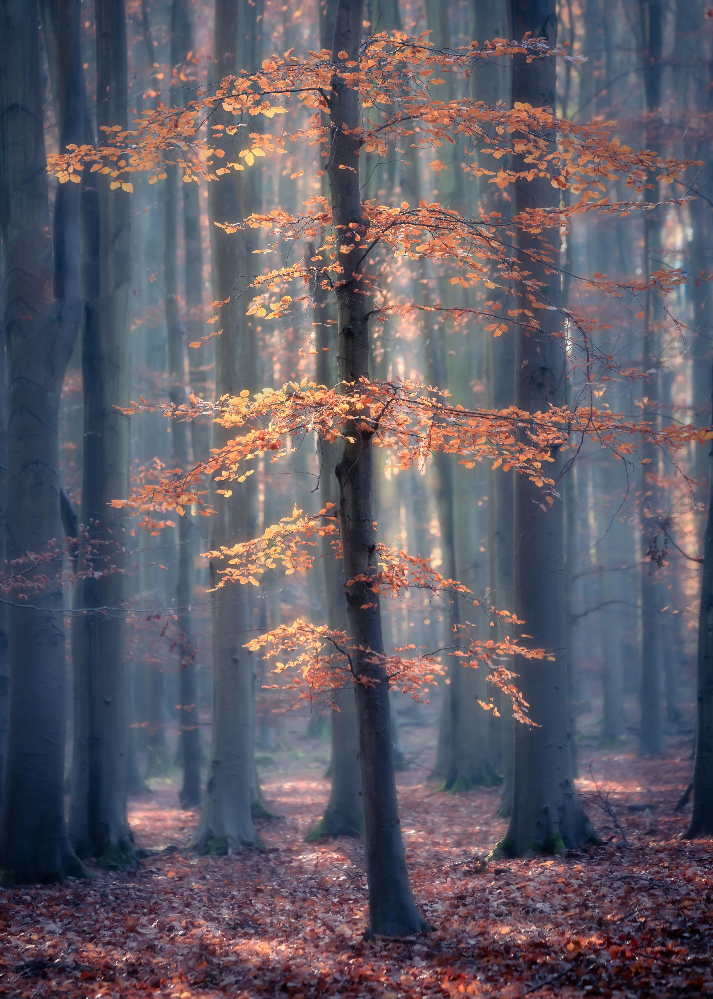 Beech Sapling Surrey Hills.jpg