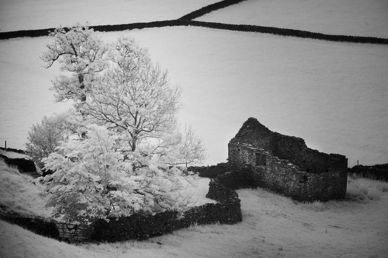 Gunnerside Tree IR C1 Final.jpg