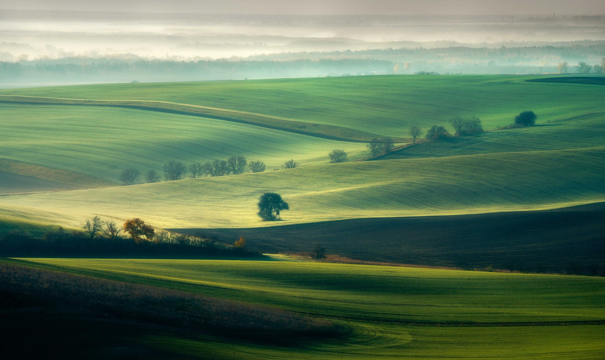 Moravia Lone Tree.jpg