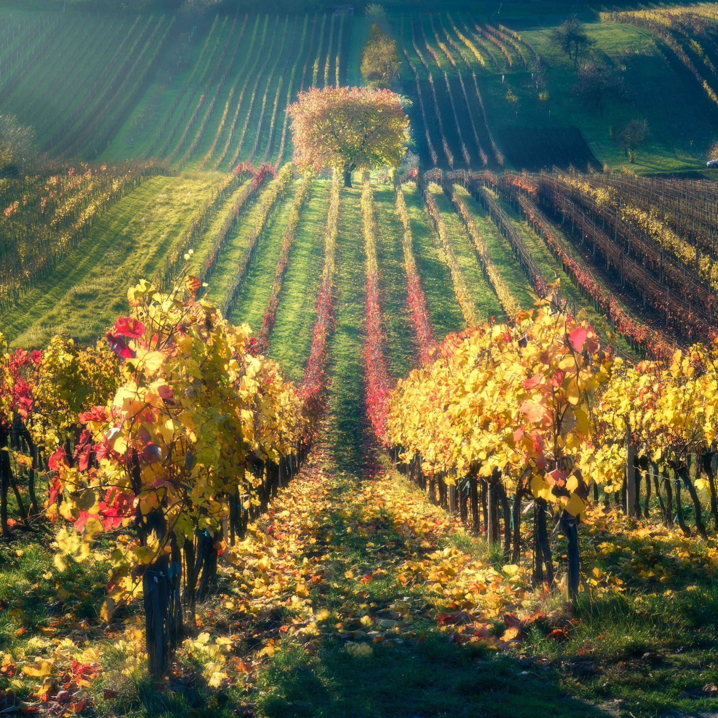 Moravia Vineyards and tree.jpg