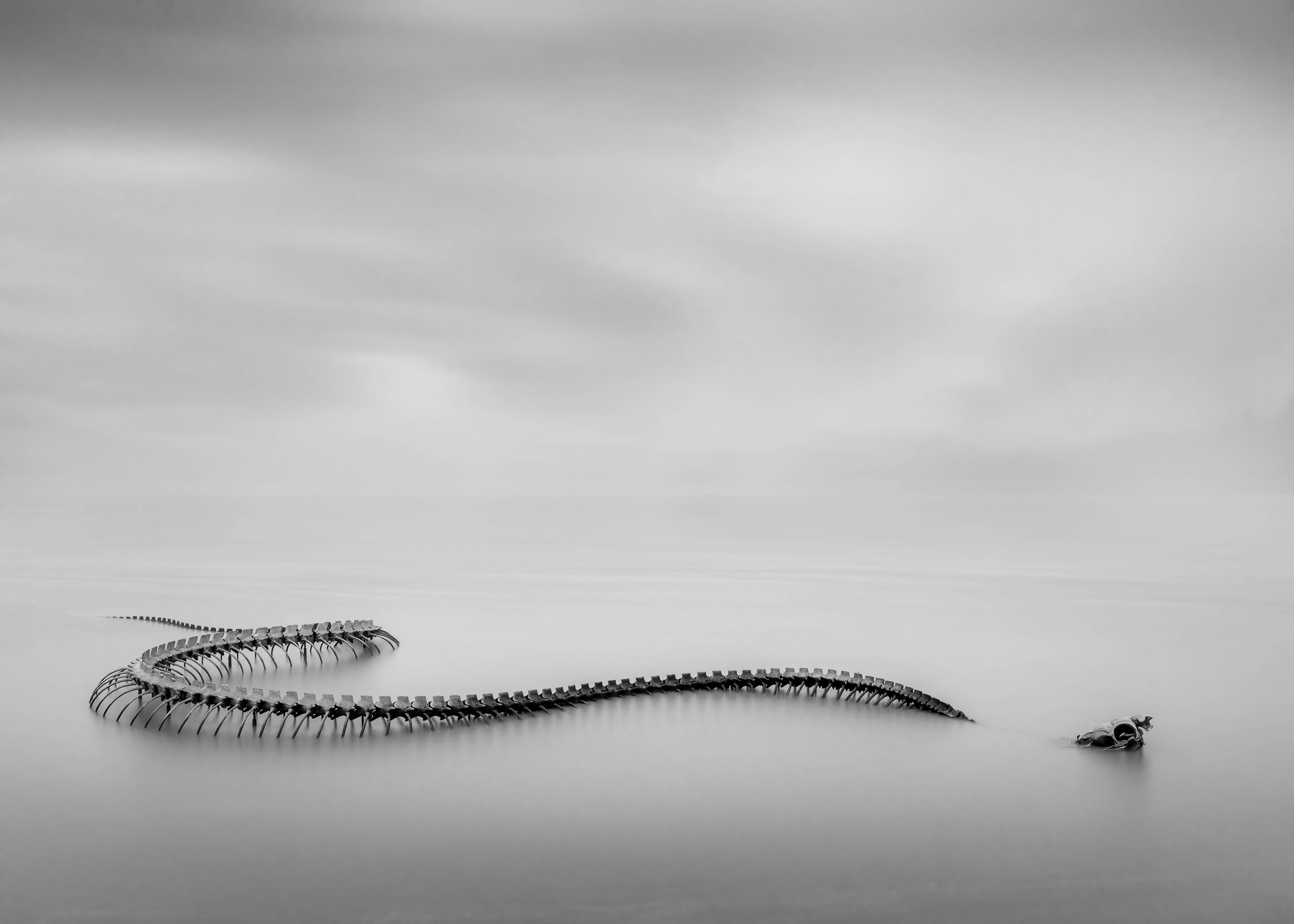 Serpent d'Ocean.jpg