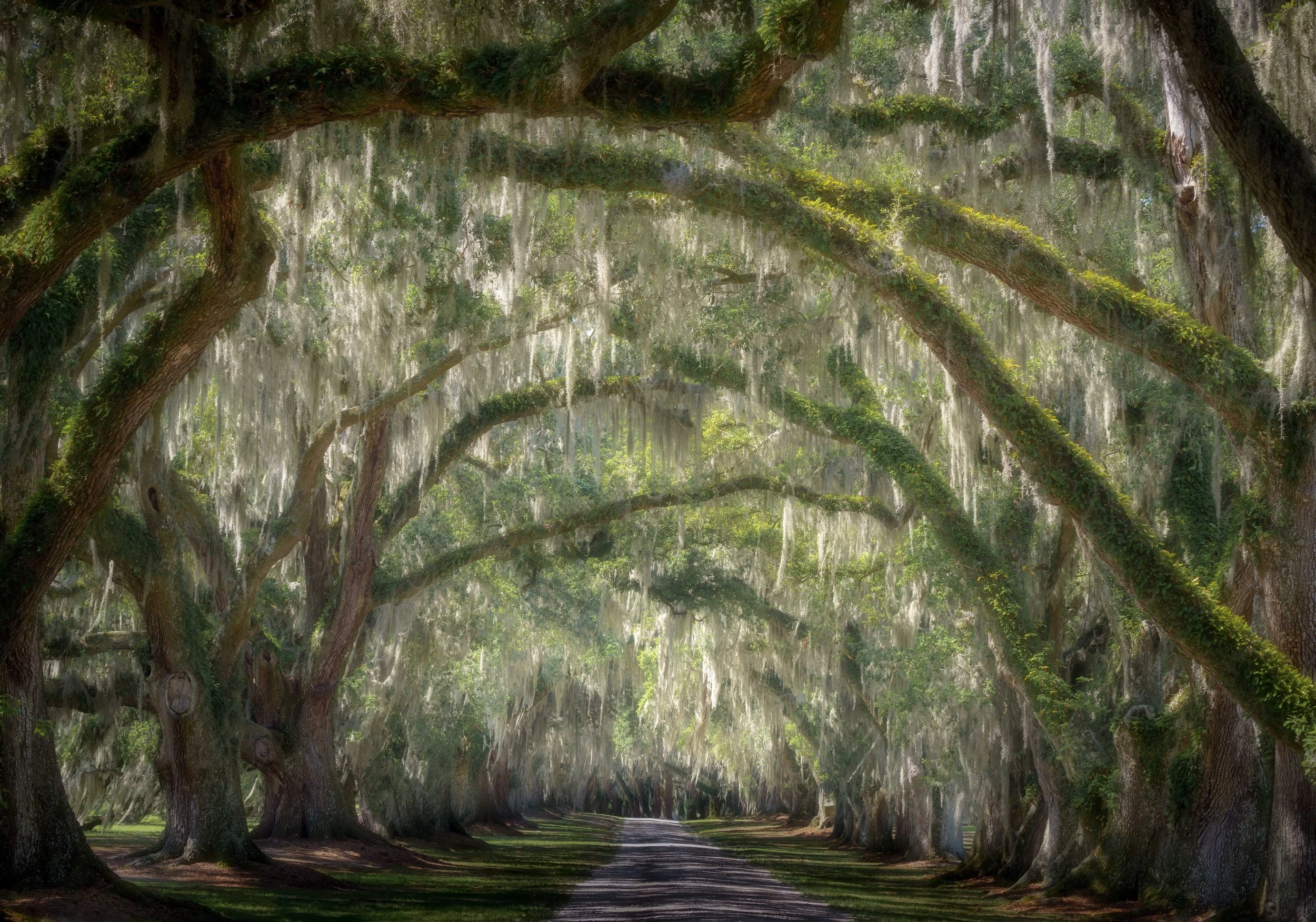 Tomotley Live Oaks Colour.jpg